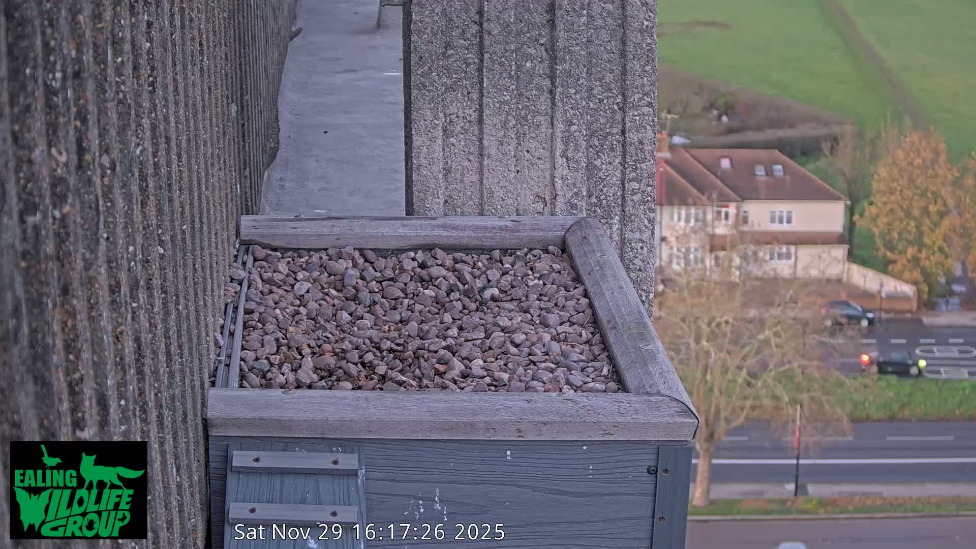 Ealing A4020/ Uxbridge Rd & Ealing’s Peregrine Falcons Life Live Cam - Ealing, London, England, United Kingdom