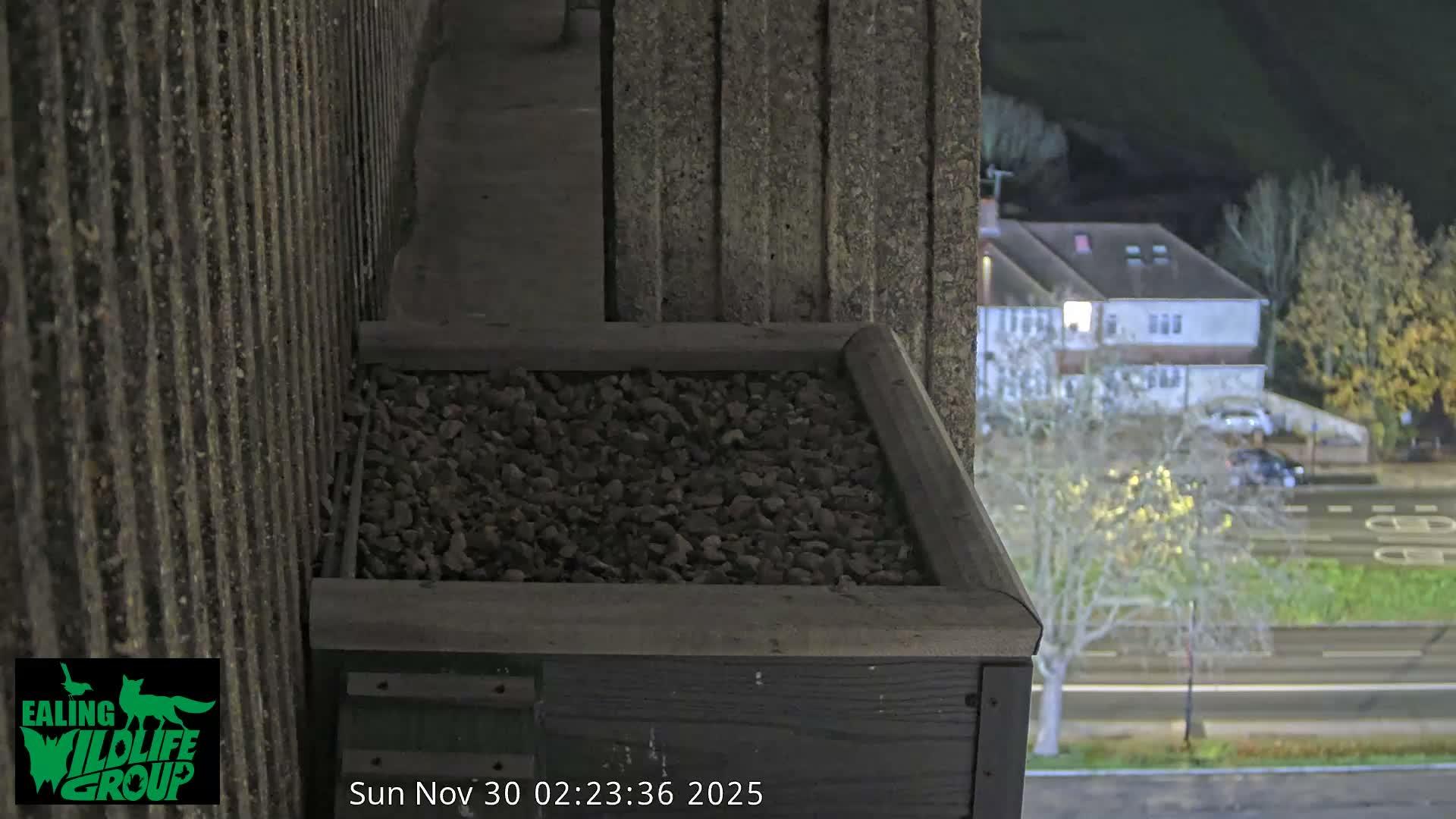 Ealing A4020/ Uxbridge Rd & Ealing’s Peregrine Falcons Life Live Cam - Ealing, London, England, United Kingdom