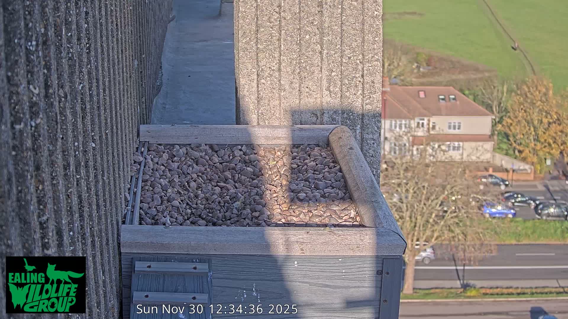 Ealing A4020/ Uxbridge Rd & Ealing’s Peregrine Falcons Life Live Cam - Ealing, London, England, United Kingdom