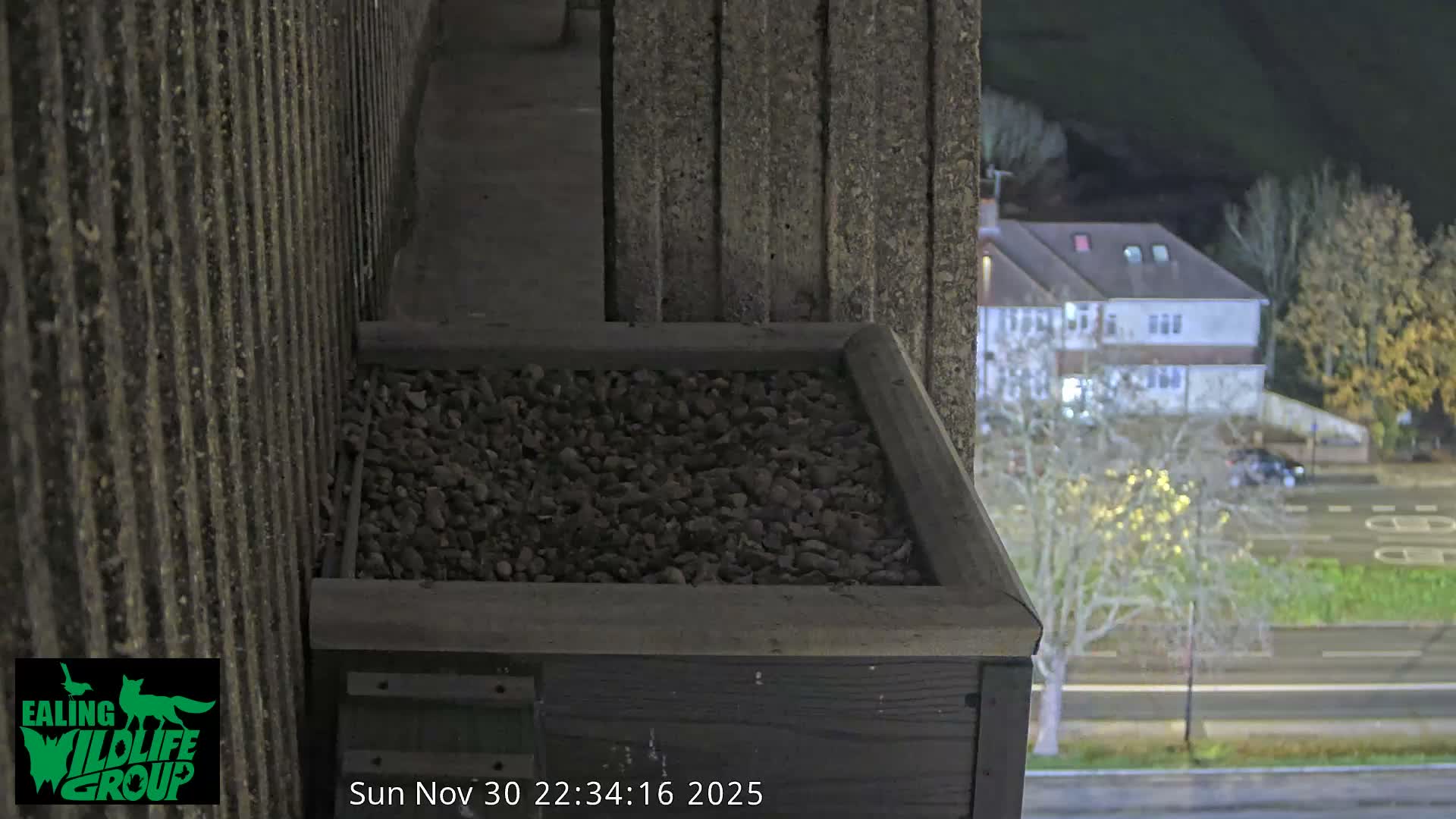Ealing A4020/ Uxbridge Rd & Ealing’s Peregrine Falcons Life Live Cam - Ealing, London, England, United Kingdom