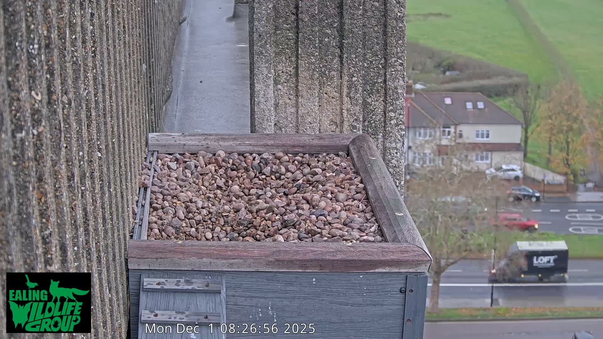 A gravel-filled nesting box rests on a concrete building ledge, overlooking a wet, overcast suburban street with houses, scattered trees, vehicles, and a distant green hillside.