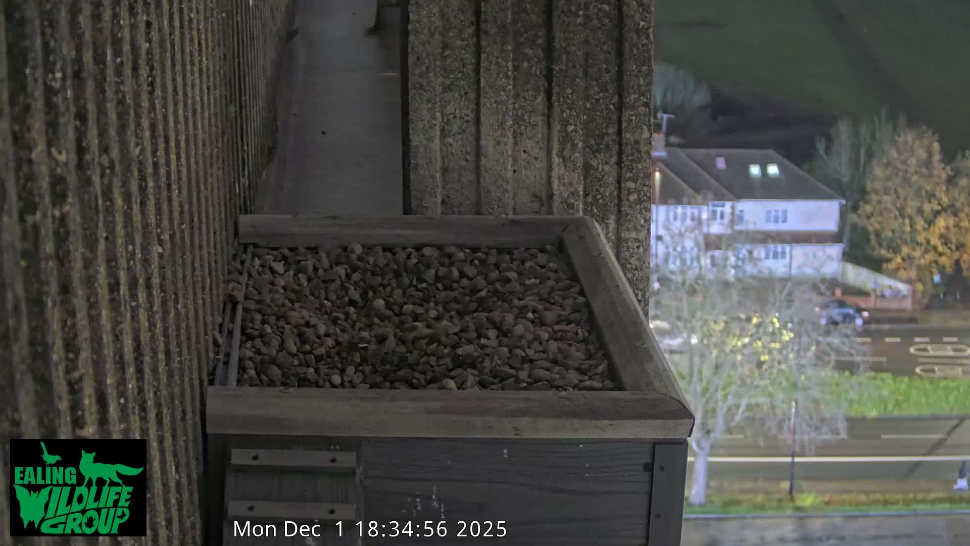 Ealing A4020/ Uxbridge Rd & Ealing’s Peregrine Falcons Life Live Cam - Ealing, London, England, United Kingdom