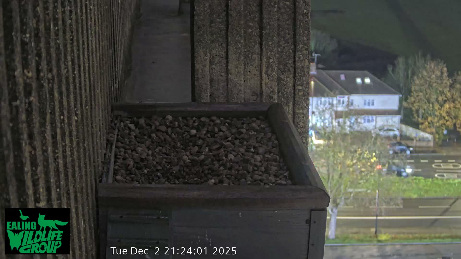 Ealing A4020/ Uxbridge Rd & Ealing’s Peregrine Falcons Life Live Cam - Ealing, London, England, United Kingdom