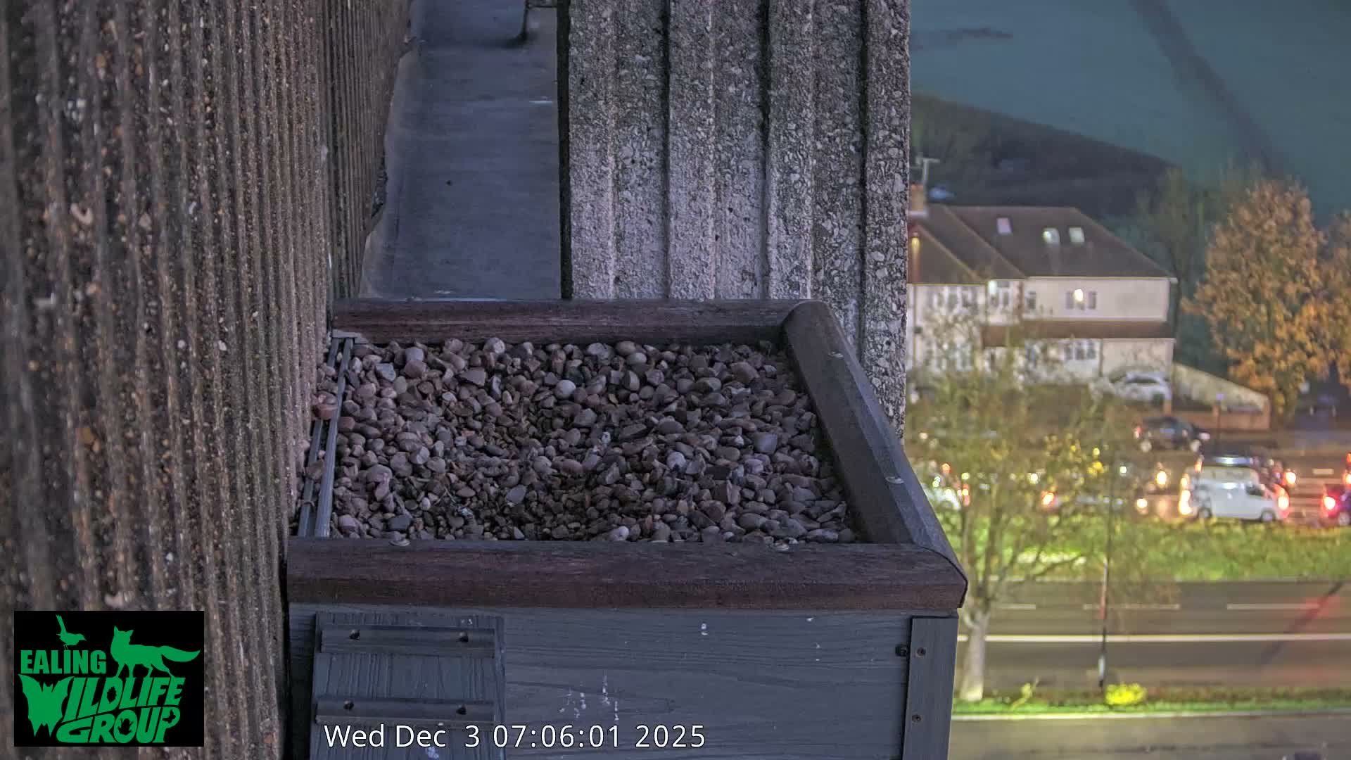 Ealing A4020/ Uxbridge Rd & Ealing’s Peregrine Falcons Life Live Cam - Ealing, London, England, United Kingdom