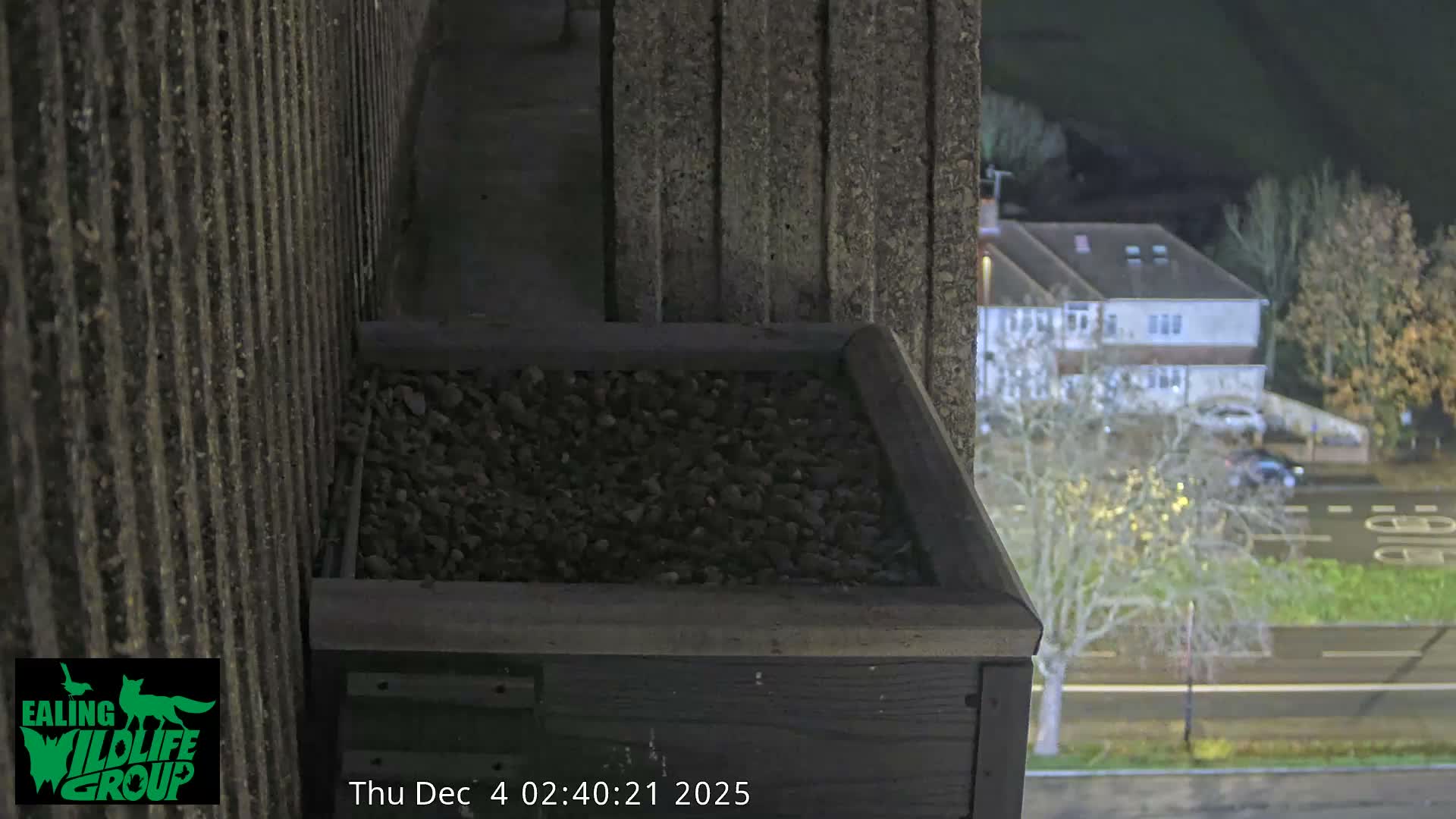 Ealing A4020/ Uxbridge Rd & Ealing’s Peregrine Falcons Life Live Cam - Ealing, London, England, United Kingdom