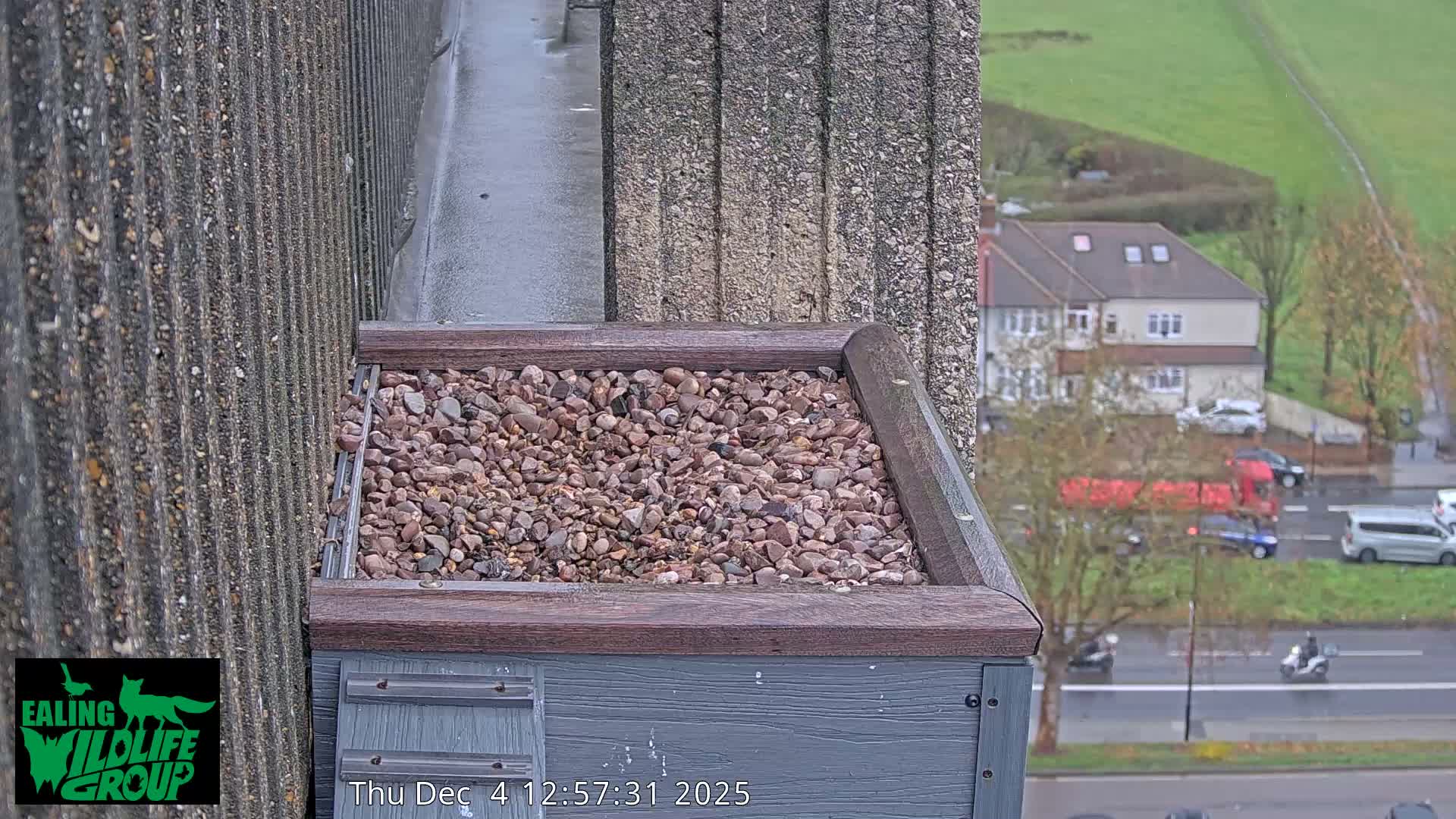 Ealing A4020/ Uxbridge Rd & Ealing’s Peregrine Falcons Life Live Cam - Ealing, London, England, United Kingdom