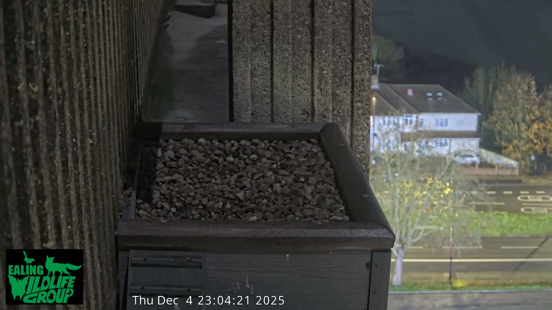 Ealing A4020/ Uxbridge Rd & Ealing’s Peregrine Falcons Life Live Cam - Ealing, London, England, United Kingdom