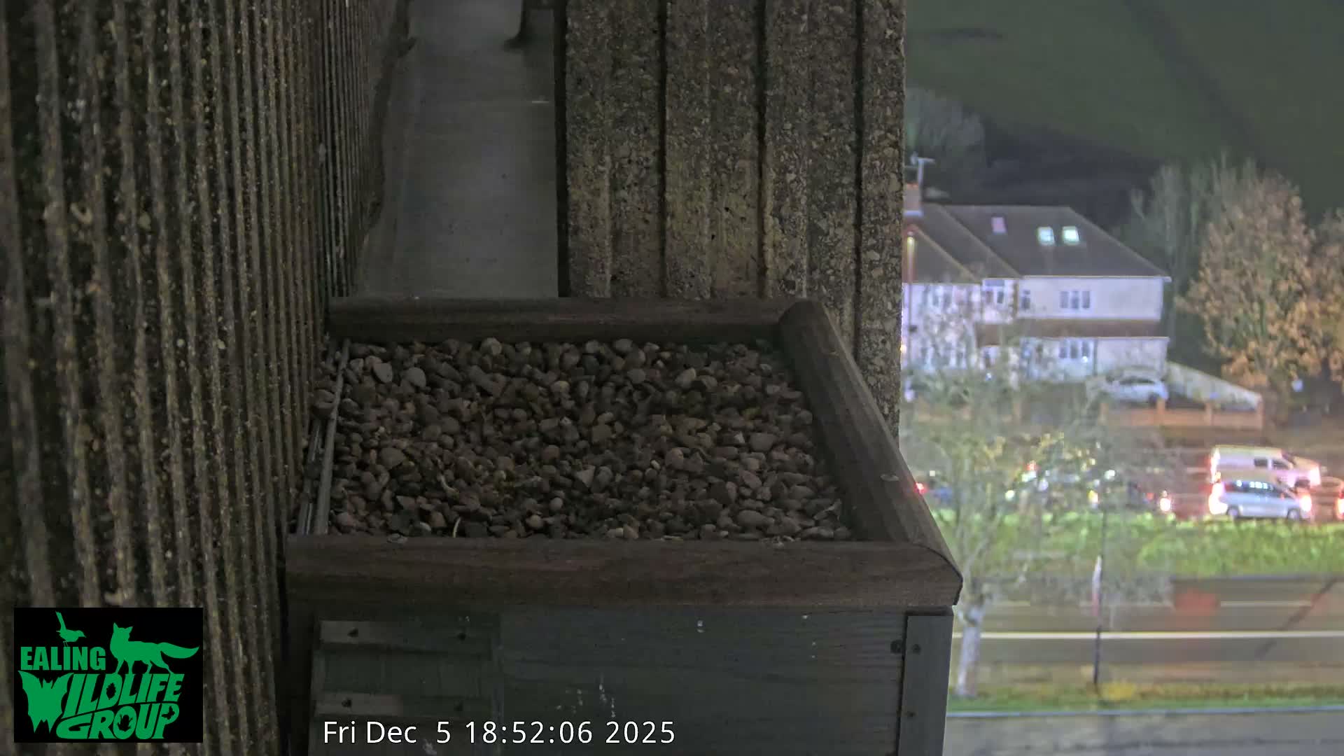 Ealing A4020/ Uxbridge Rd & Ealing’s Peregrine Falcons Life Live Cam - Ealing, London, England, United Kingdom