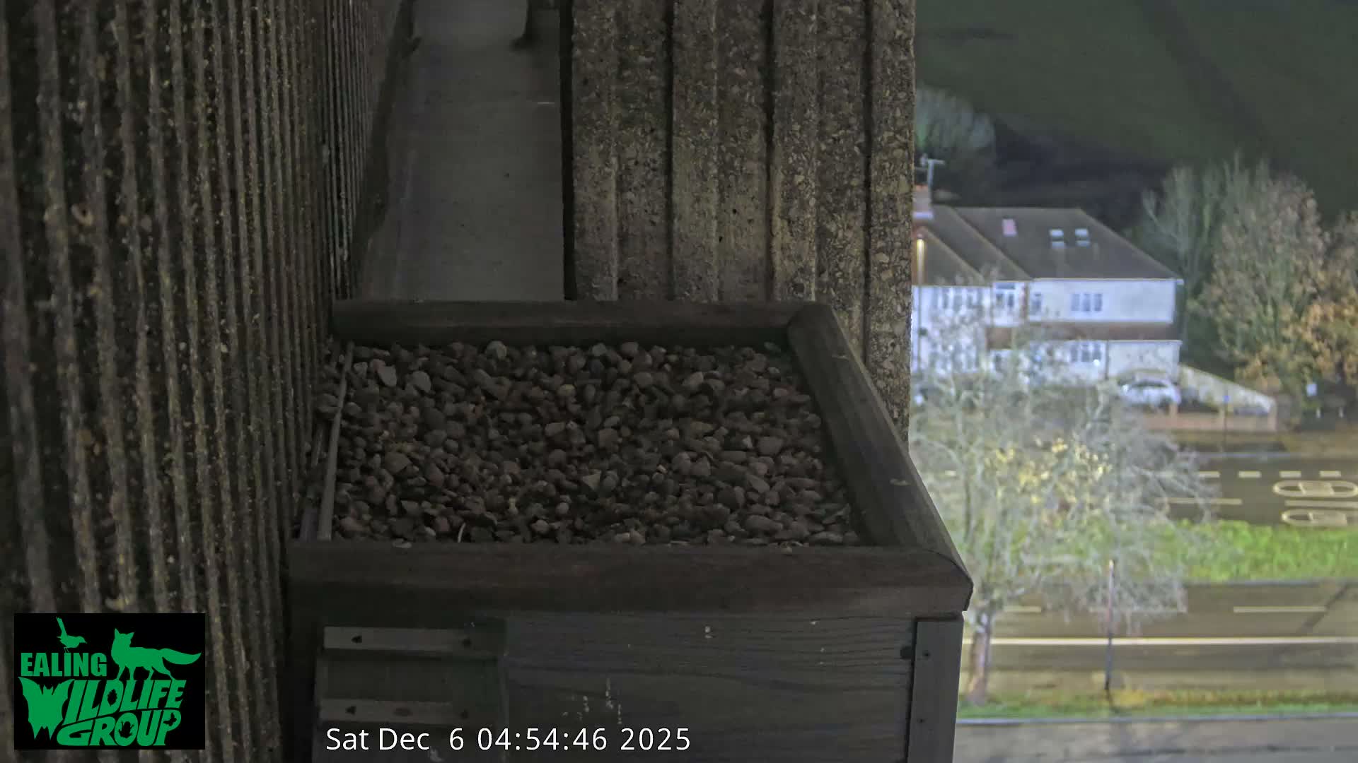 Ealing A4020/ Uxbridge Rd & Ealing’s Peregrine Falcons Life Live Cam - Ealing, London, England, United Kingdom