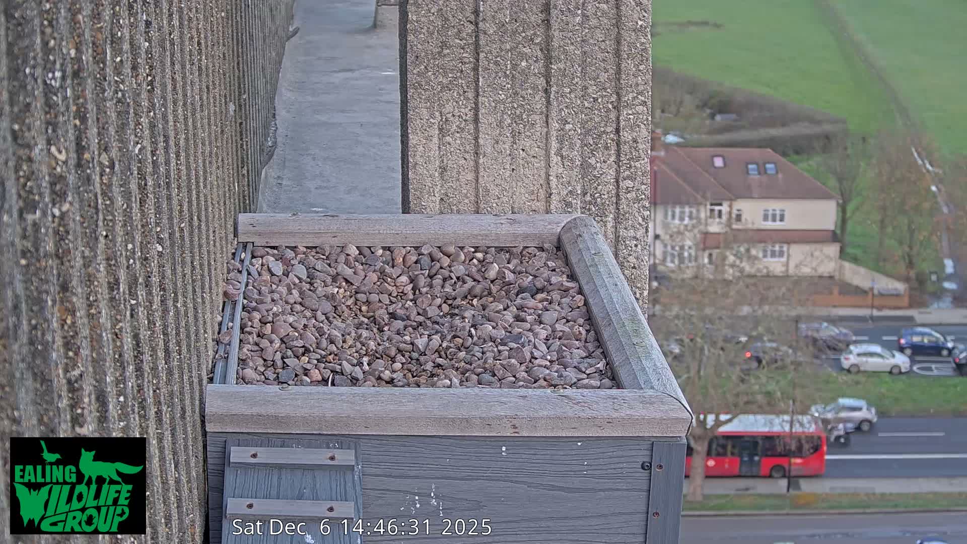 Ealing A4020/ Uxbridge Rd & Ealing’s Peregrine Falcons Life Live Cam - Ealing, London, England, United Kingdom