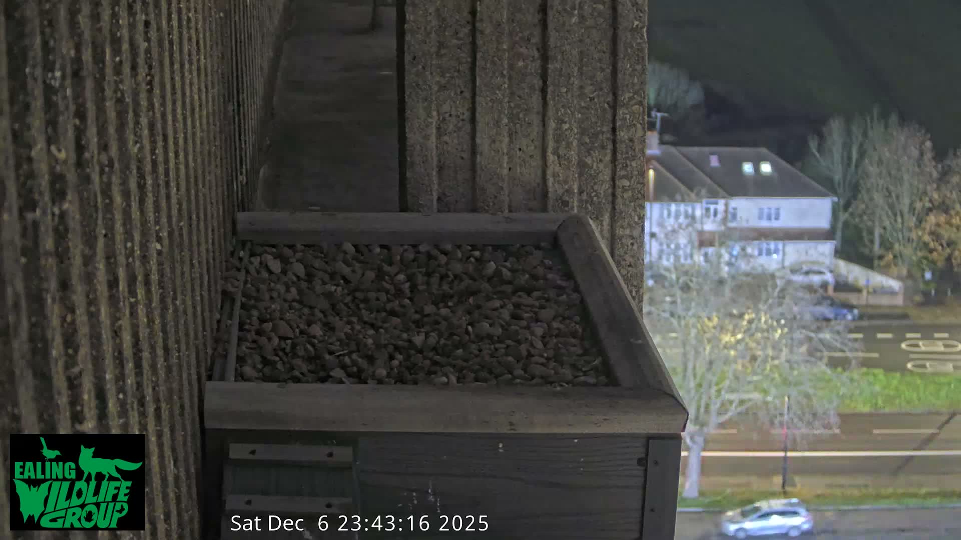 Ealing A4020/ Uxbridge Rd & Ealing’s Peregrine Falcons Life Live Cam - Ealing, London, England, United Kingdom
