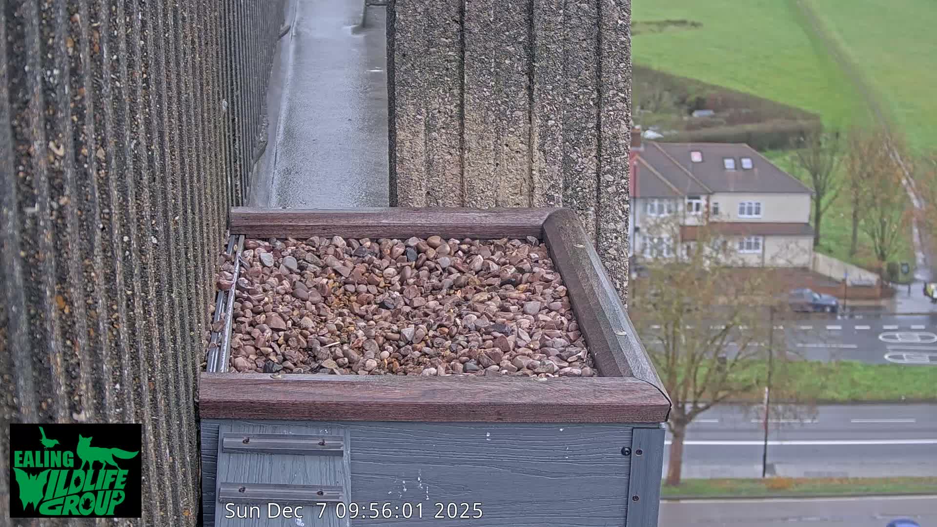 Ealing A4020/ Uxbridge Rd & Ealing’s Peregrine Falcons Life Live Cam - Ealing, London, England, United Kingdom