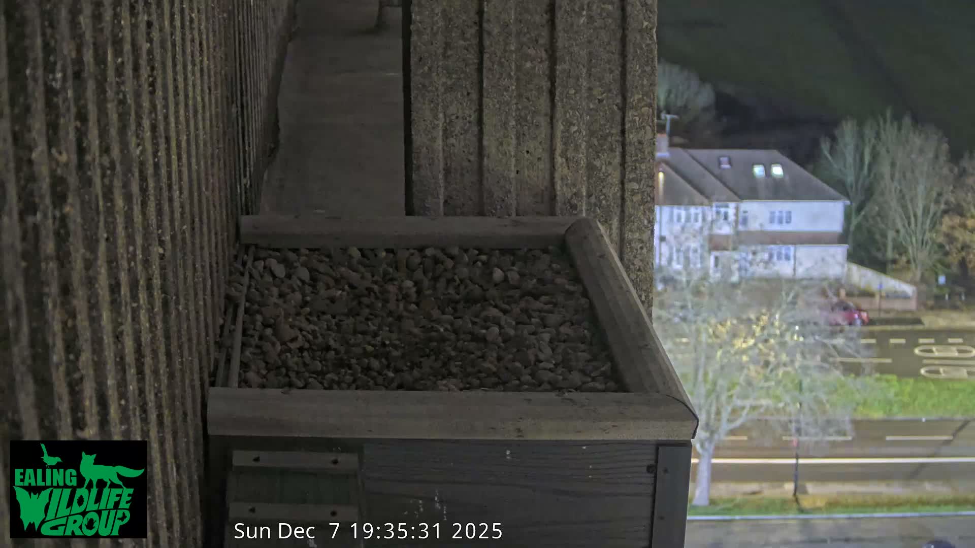 Ealing A4020/ Uxbridge Rd & Ealing’s Peregrine Falcons Life Live Cam - Ealing, London, England, United Kingdom