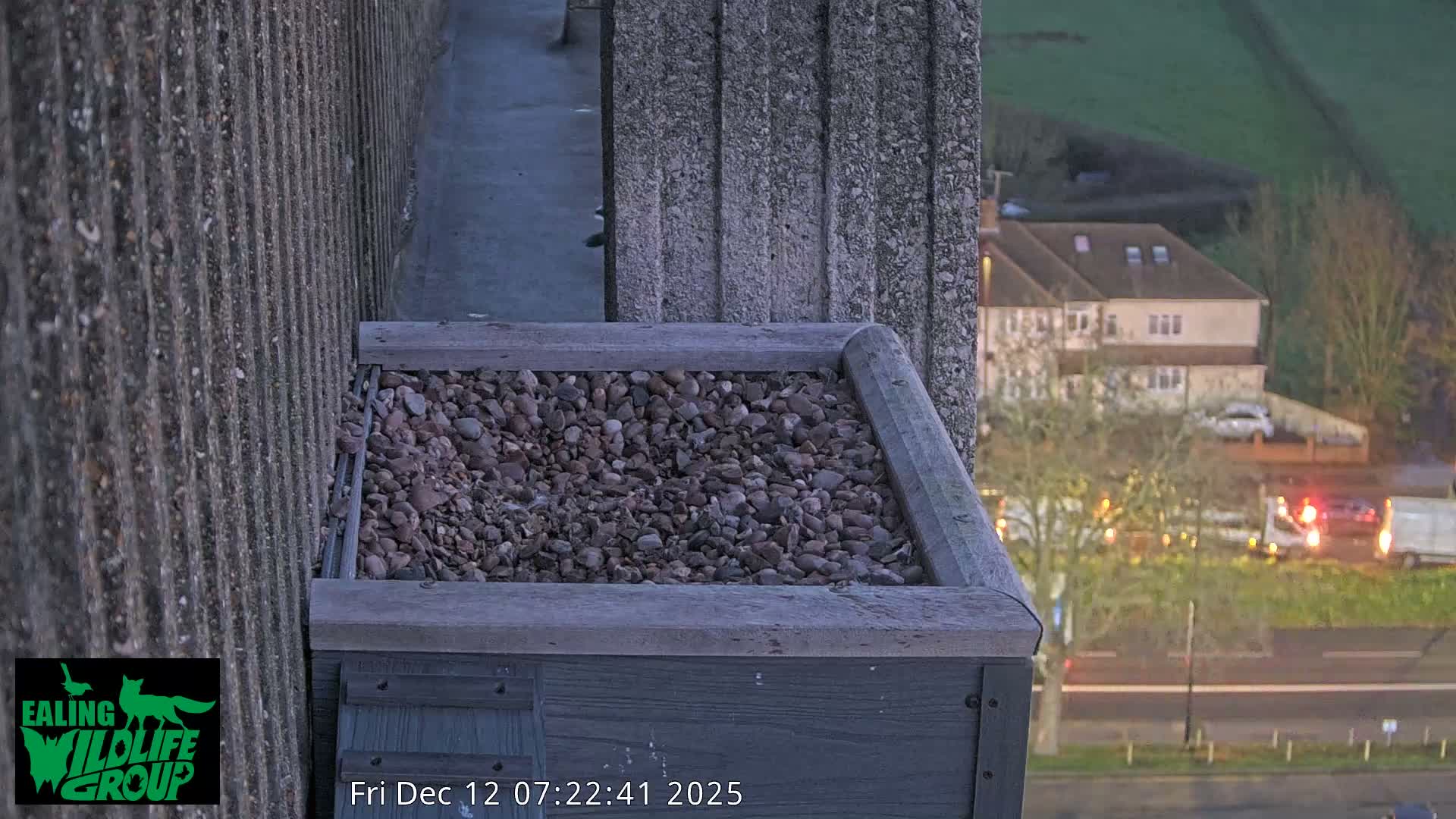 Ealing A4020/ Uxbridge Rd & Ealing’s Peregrine Falcons Life Live Cam - Ealing, London, England, United Kingdom