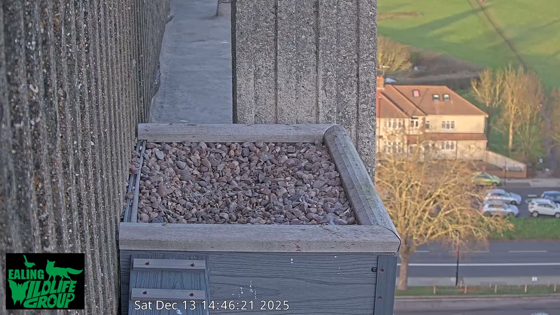 Ealing A4020/ Uxbridge Rd & Ealing’s Peregrine Falcons Life Live Cam - Ealing, London, England, United Kingdom