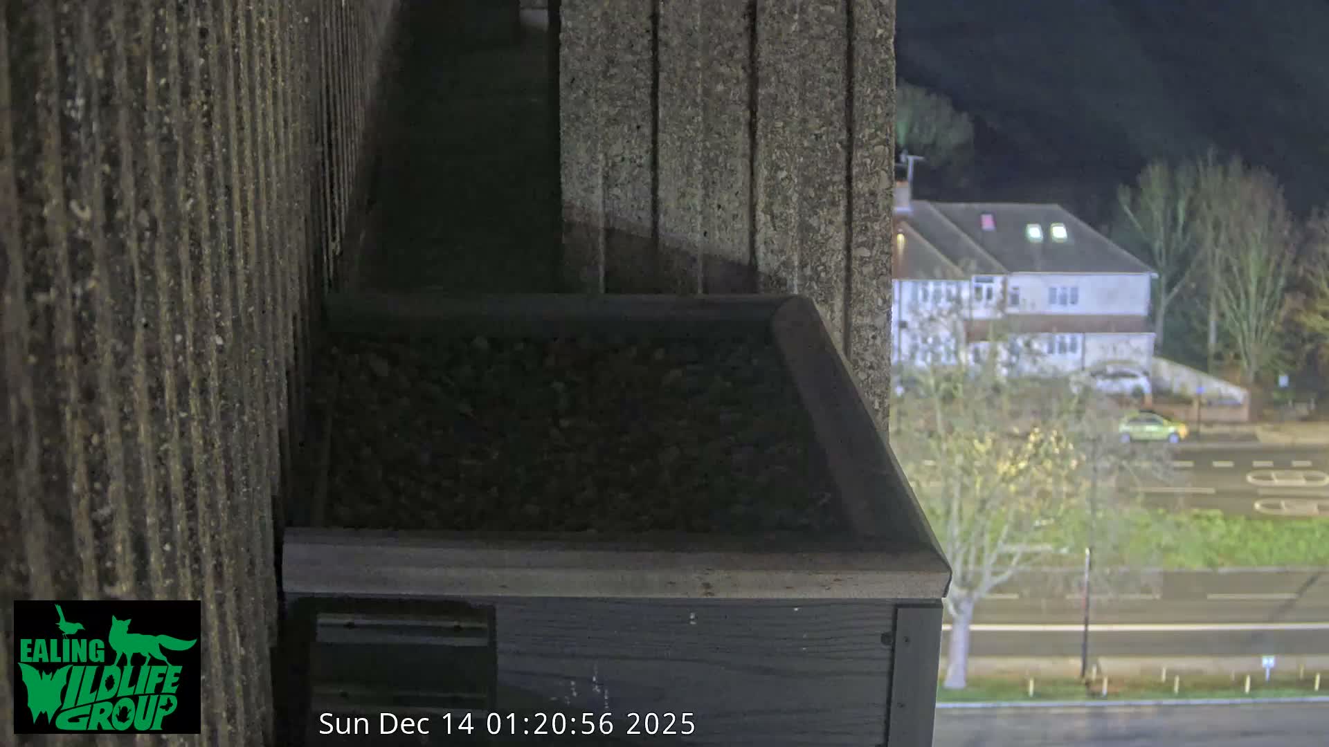 Ealing A4020/ Uxbridge Rd & Ealing’s Peregrine Falcons Life Live Cam - Ealing, London, England, United Kingdom
