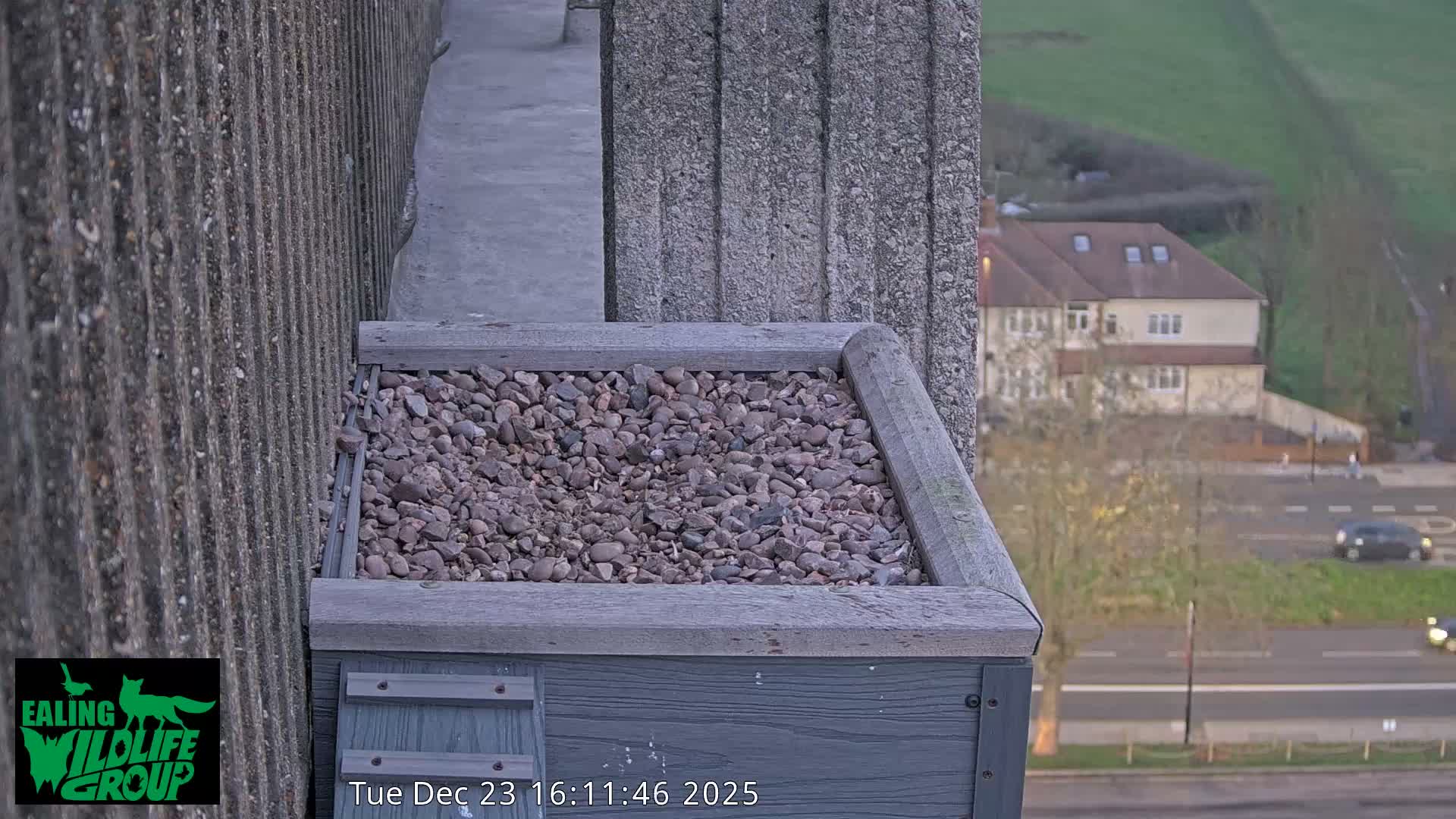 Ealing A4020/ Uxbridge Rd & Ealing’s Peregrine Falcons Life Live Cam - Ealing, London, England, United Kingdom