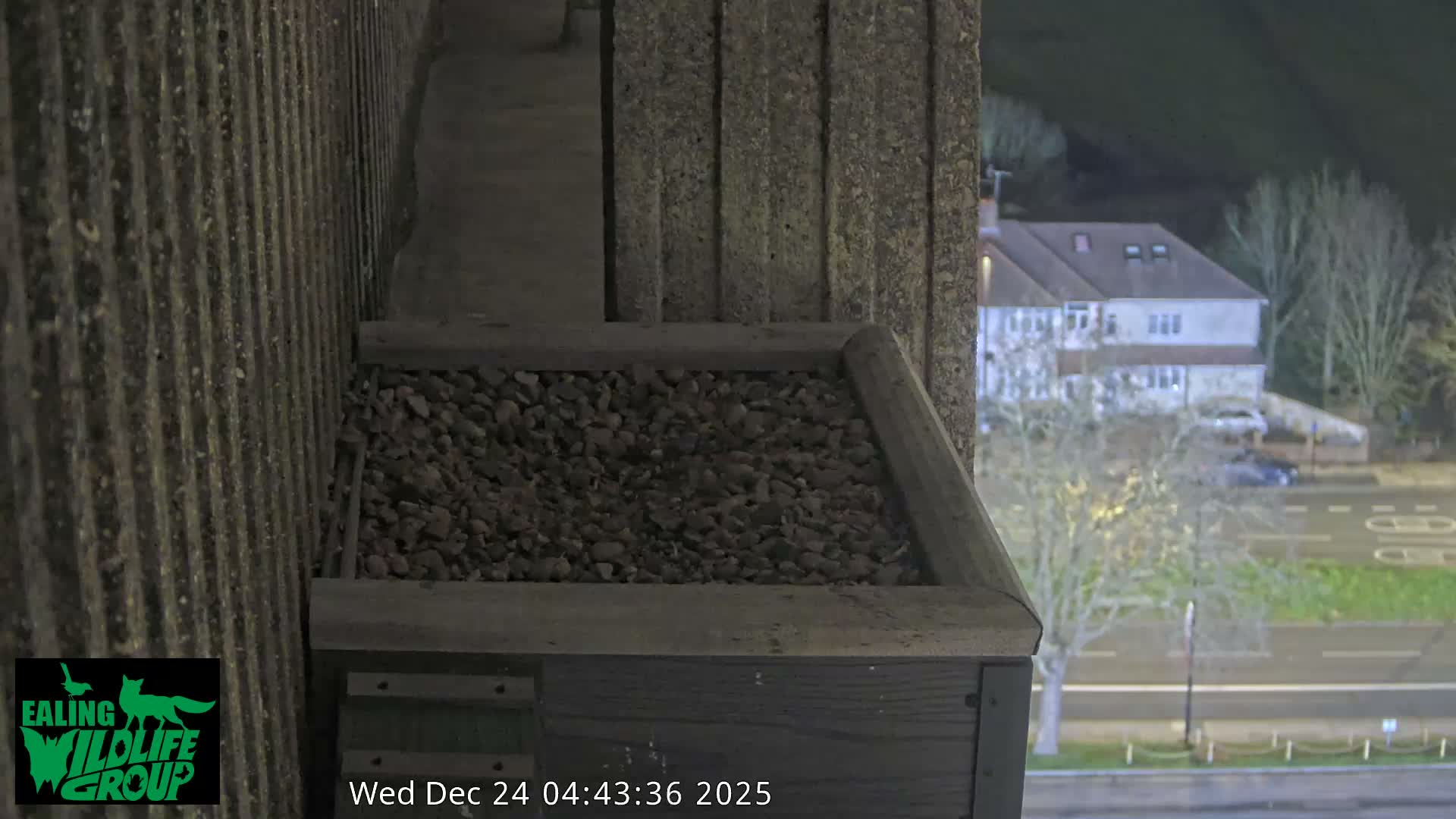Ealing A4020/ Uxbridge Rd & Ealing’s Peregrine Falcons Life Live Cam - Ealing, London, England, United Kingdom