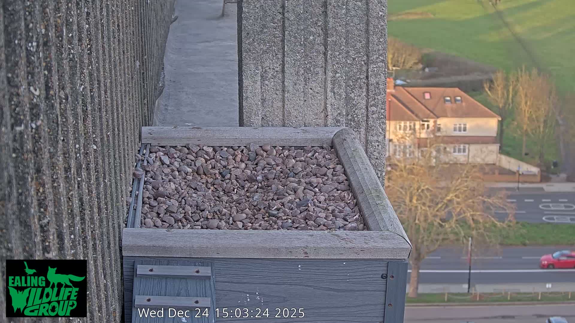 Ealing A4020/ Uxbridge Rd & Ealing’s Peregrine Falcons Life Live Cam - Ealing, London, England, United Kingdom