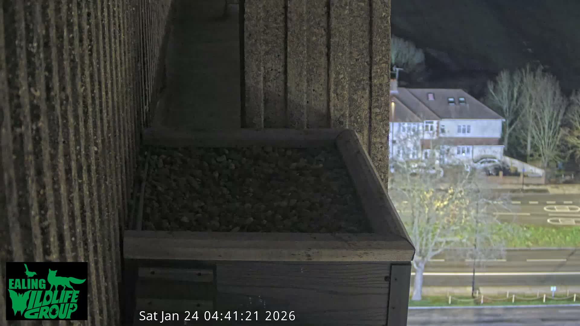 Ealing A4020/ Uxbridge Rd & Ealing’s Peregrine Falcons Life Live Cam - Ealing, London, England, United Kingdom