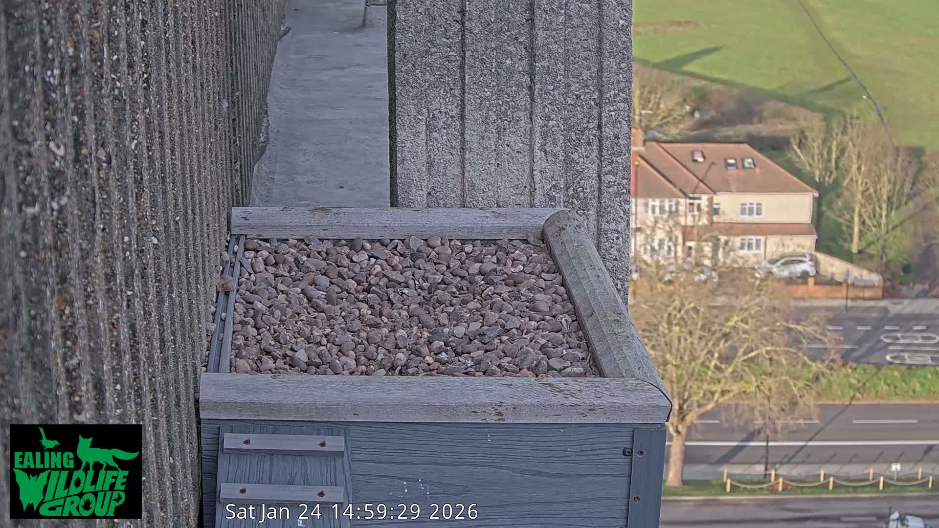 Ealing A4020/ Uxbridge Rd & Ealing’s Peregrine Falcons Life Live Cam - Ealing, London, England, United Kingdom