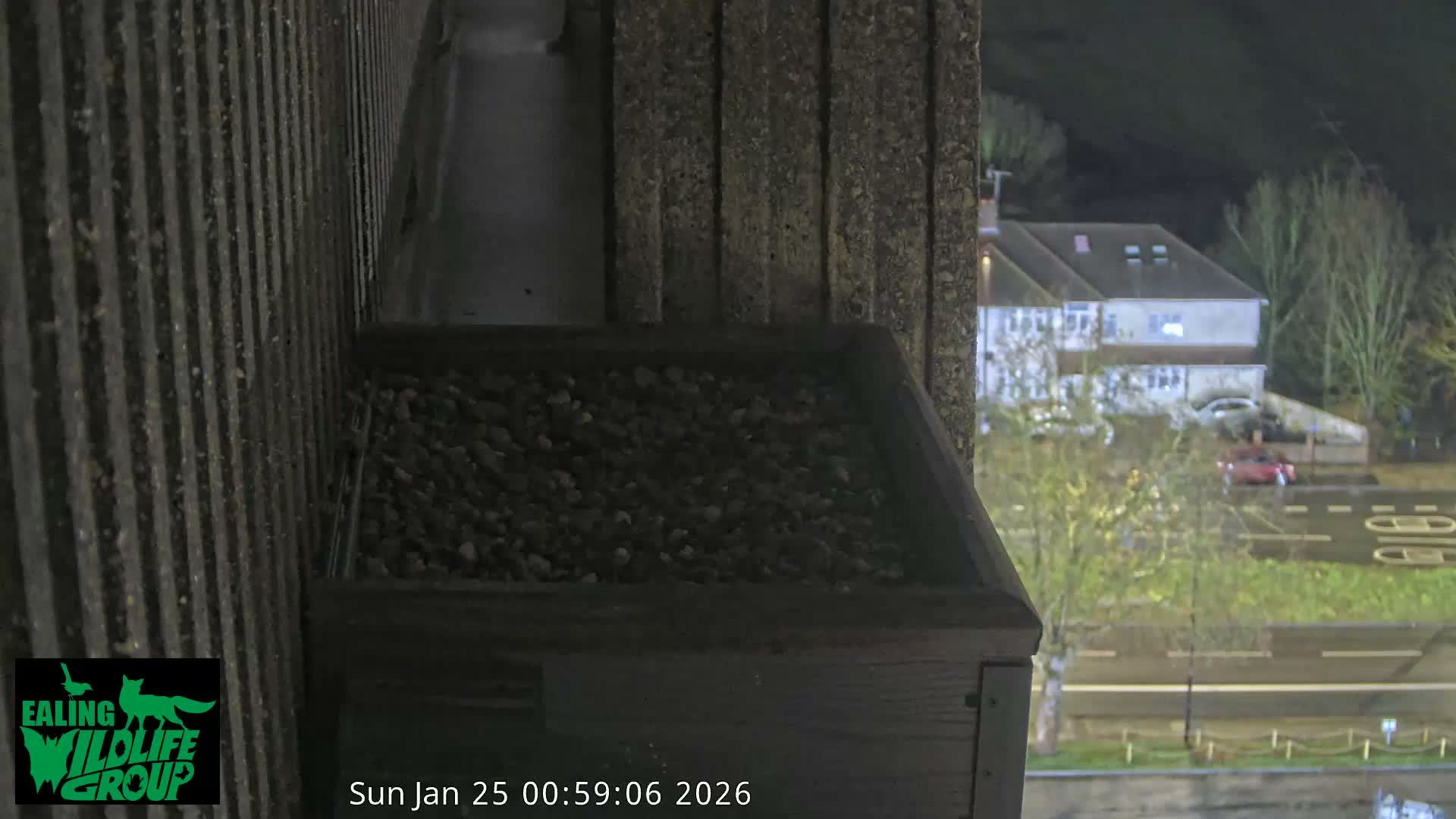 Ealing A4020/ Uxbridge Rd & Ealing’s Peregrine Falcons Life Live Cam - Ealing, London, England, United Kingdom