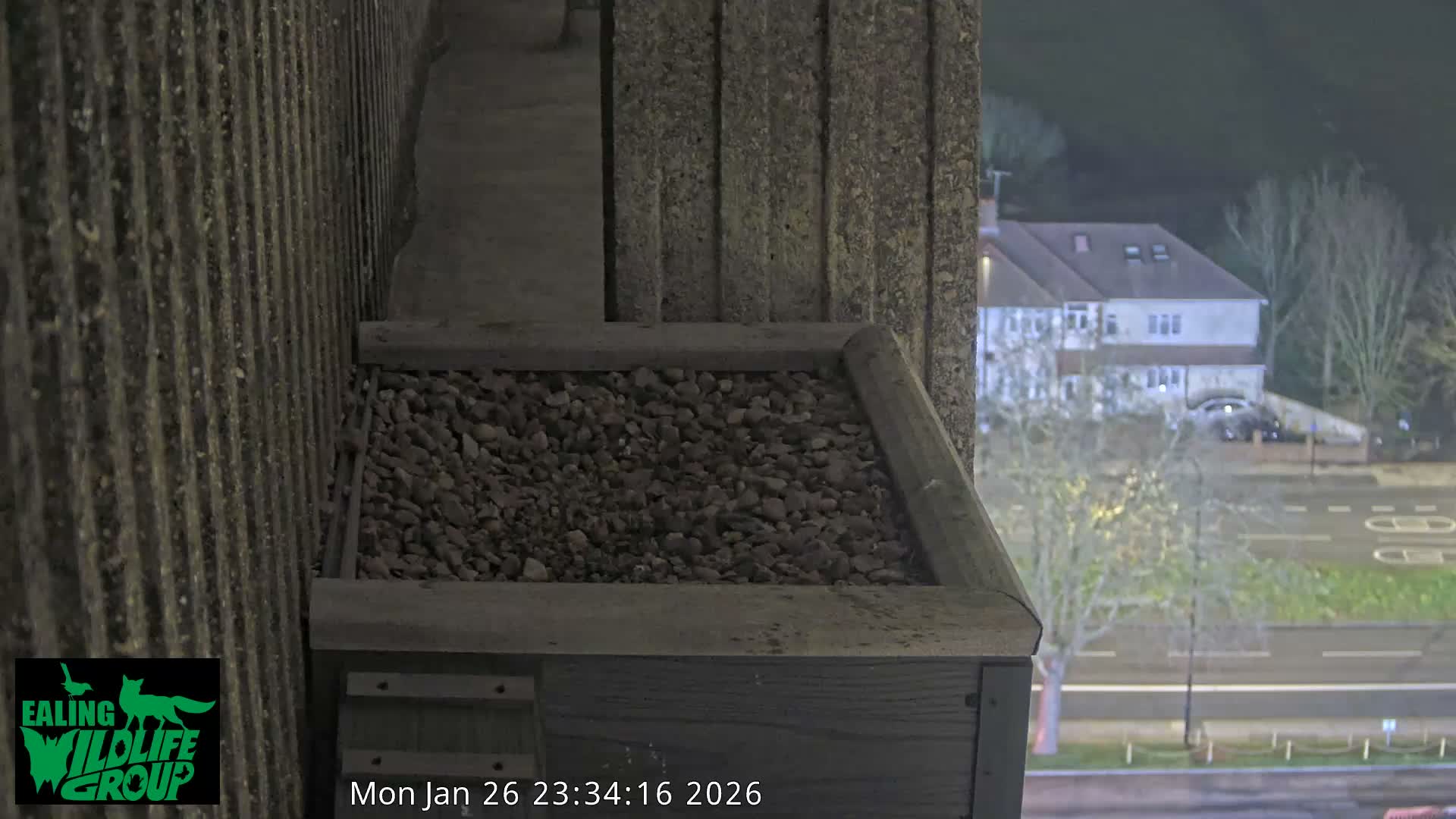 Ealing A4020/ Uxbridge Rd & Ealing’s Peregrine Falcons Life Live Cam - Ealing, London, England, United Kingdom