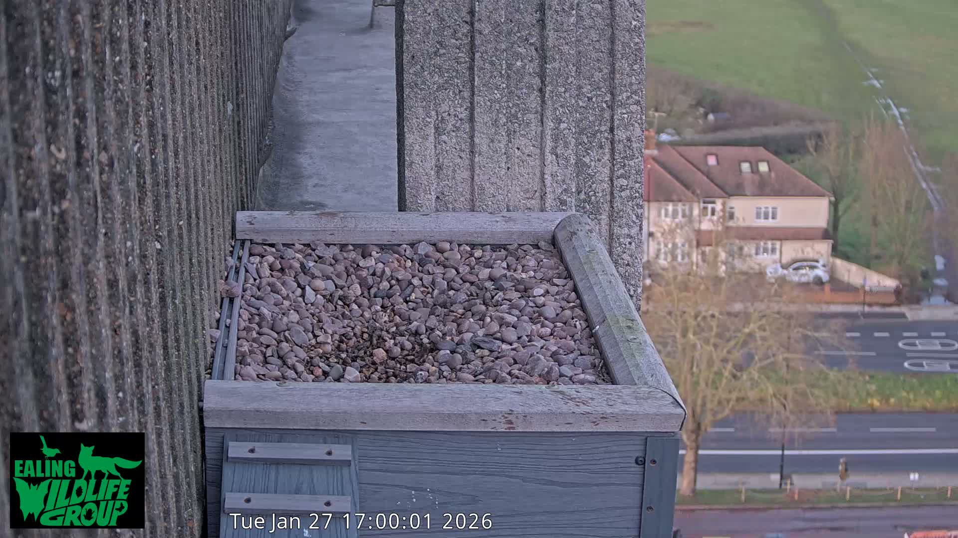 Ealing A4020/ Uxbridge Rd & Ealing’s Peregrine Falcons Life Live Cam - Ealing, London, England, United Kingdom