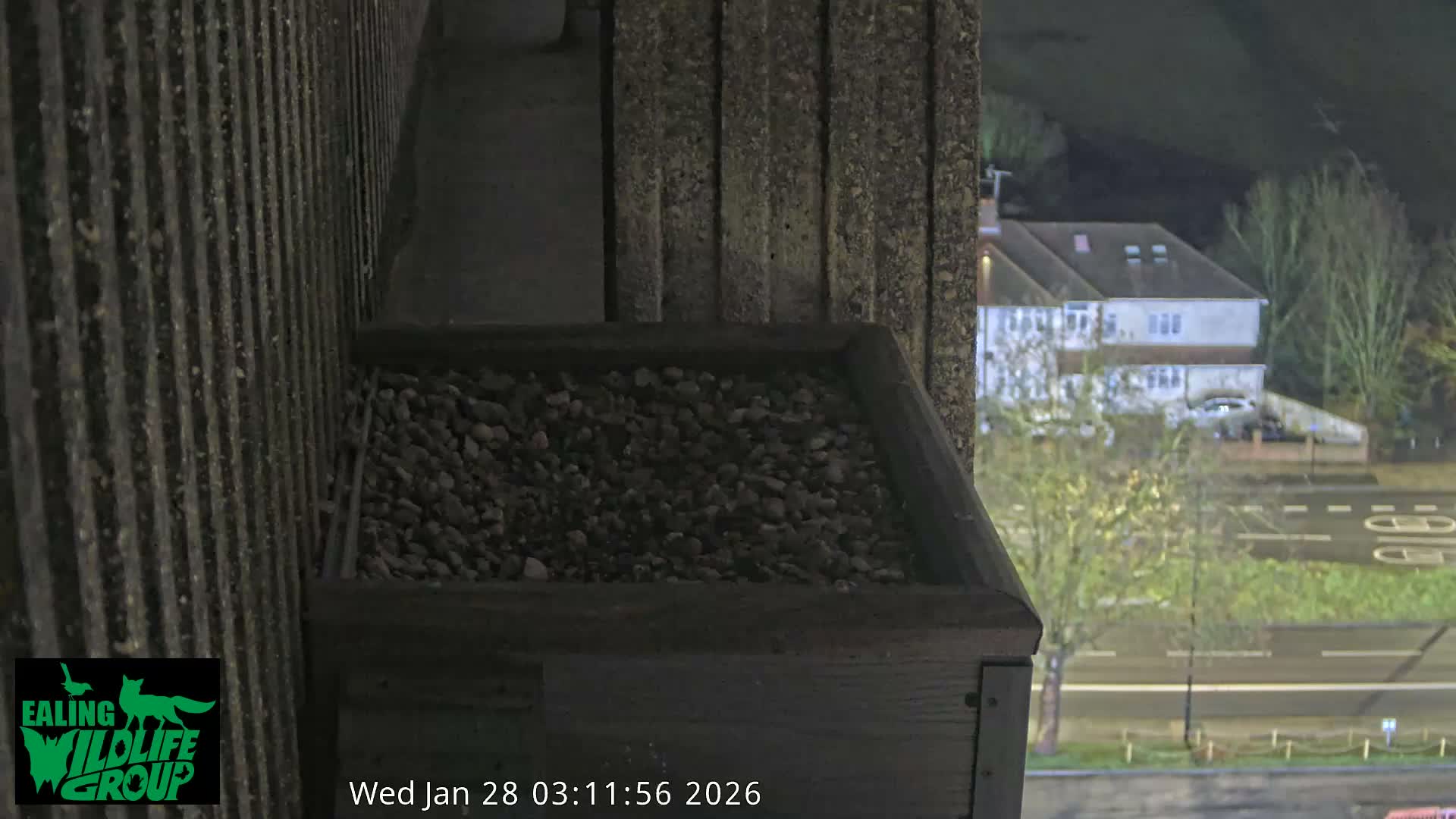 Ealing A4020/ Uxbridge Rd & Ealing’s Peregrine Falcons Life Live Cam - Ealing, London, England, United Kingdom