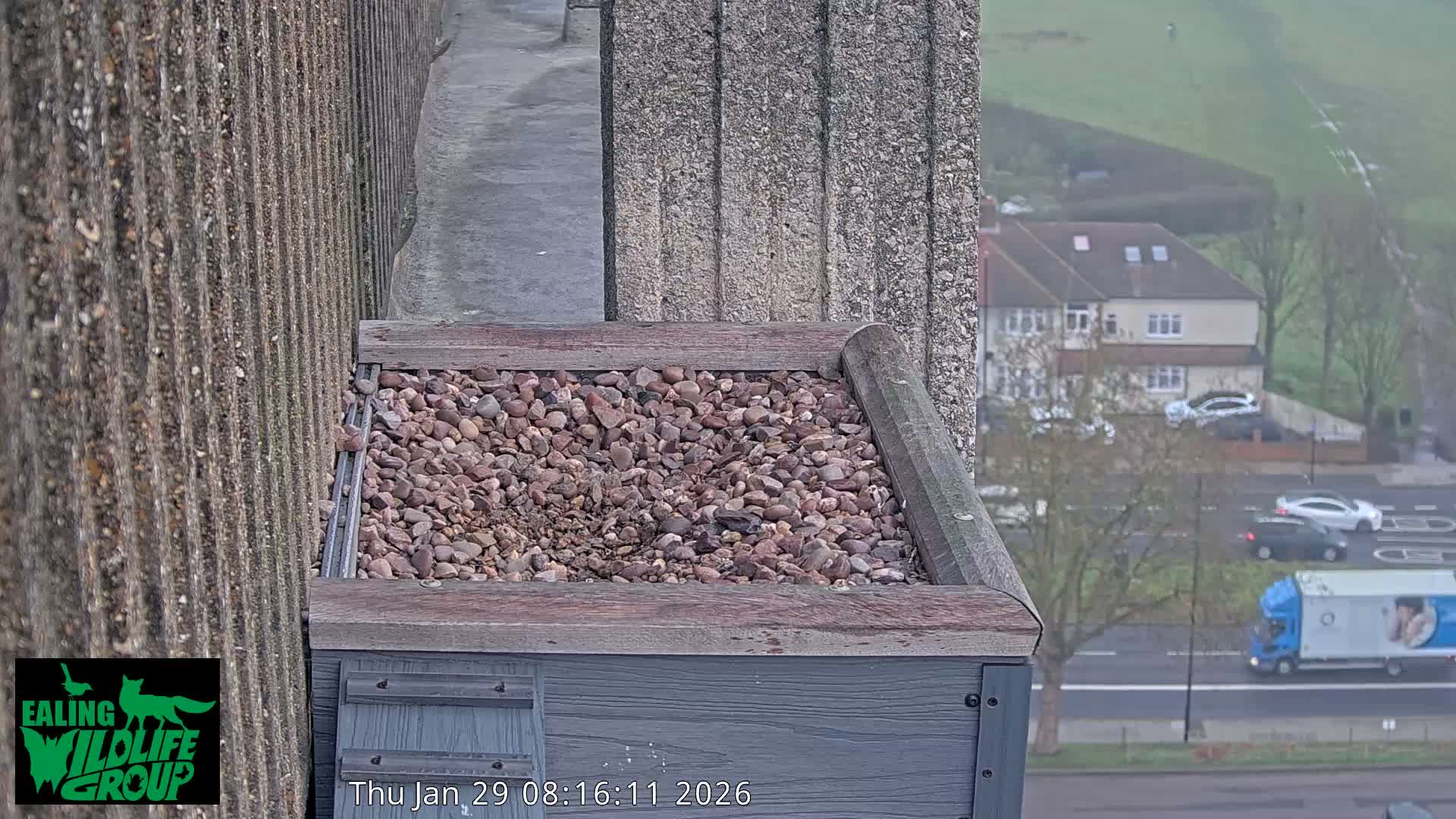 Ealing A4020/ Uxbridge Rd & Ealing’s Peregrine Falcons Life Live Cam - Ealing, London, England, United Kingdom