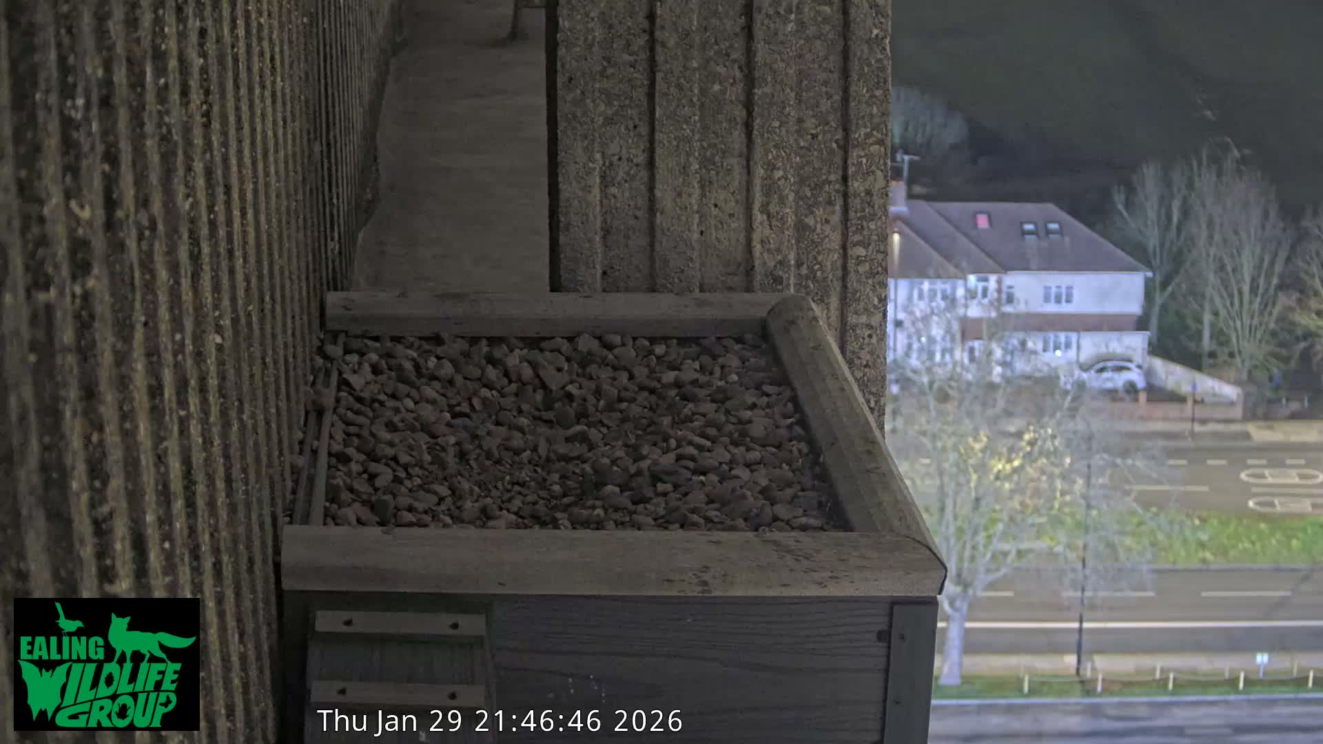 Ealing A4020/ Uxbridge Rd & Ealing’s Peregrine Falcons Life Live Cam - Ealing, London, England, United Kingdom
