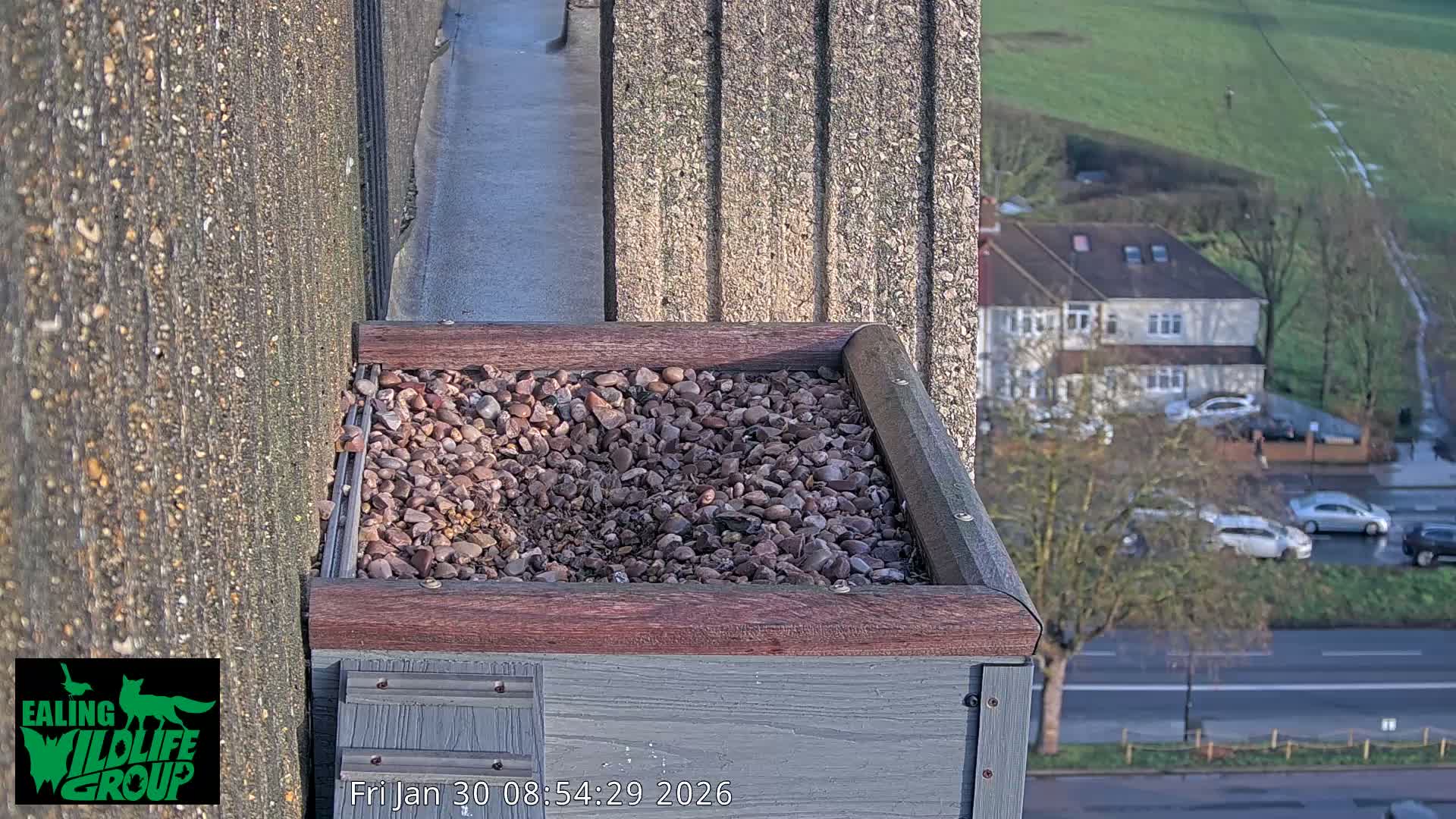 Ealing A4020/ Uxbridge Rd & Ealing’s Peregrine Falcons Life Live Cam - Ealing, London, England, United Kingdom