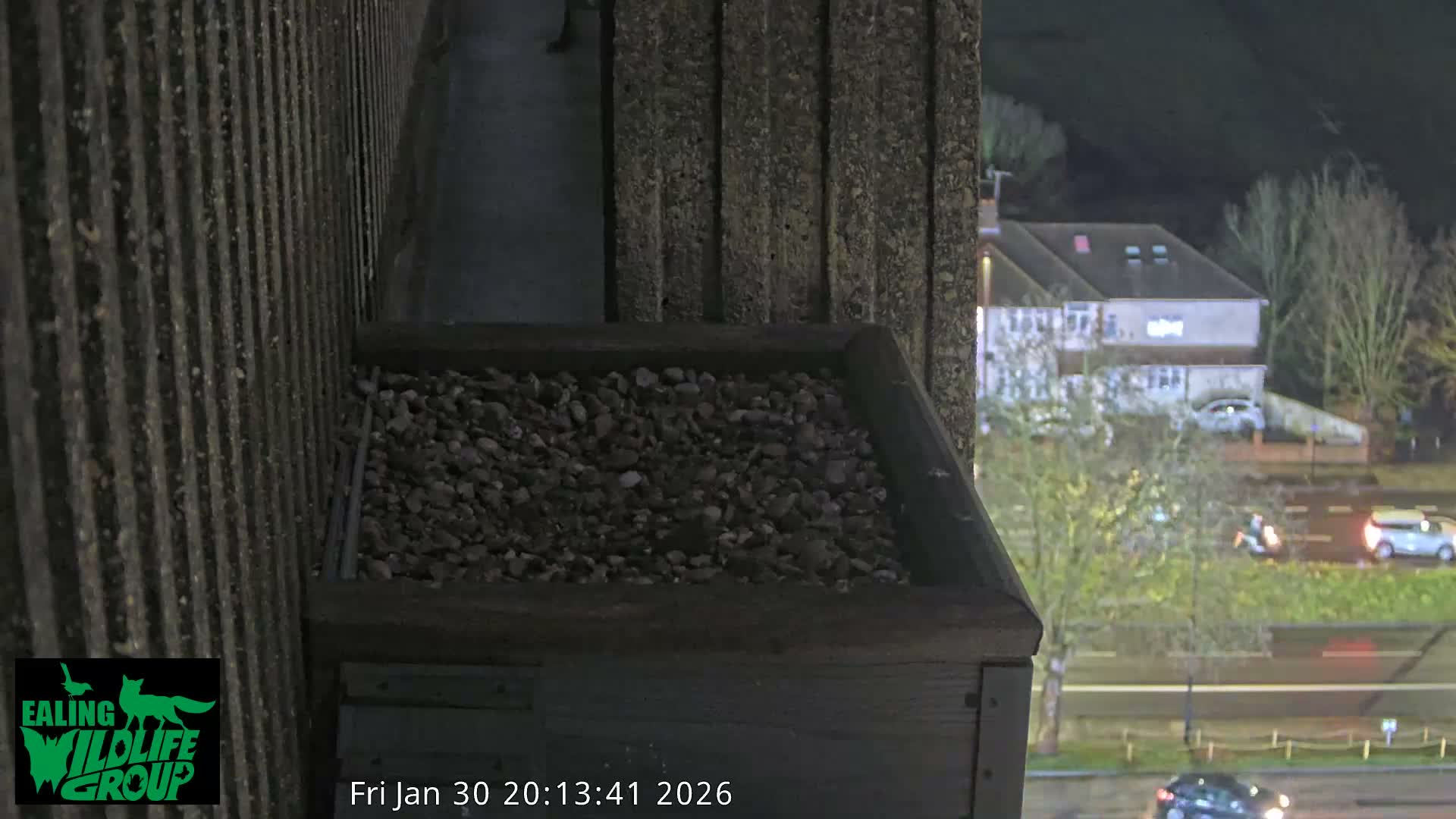 Ealing A4020/ Uxbridge Rd & Ealing’s Peregrine Falcons Life Live Cam - Ealing, London, England, United Kingdom