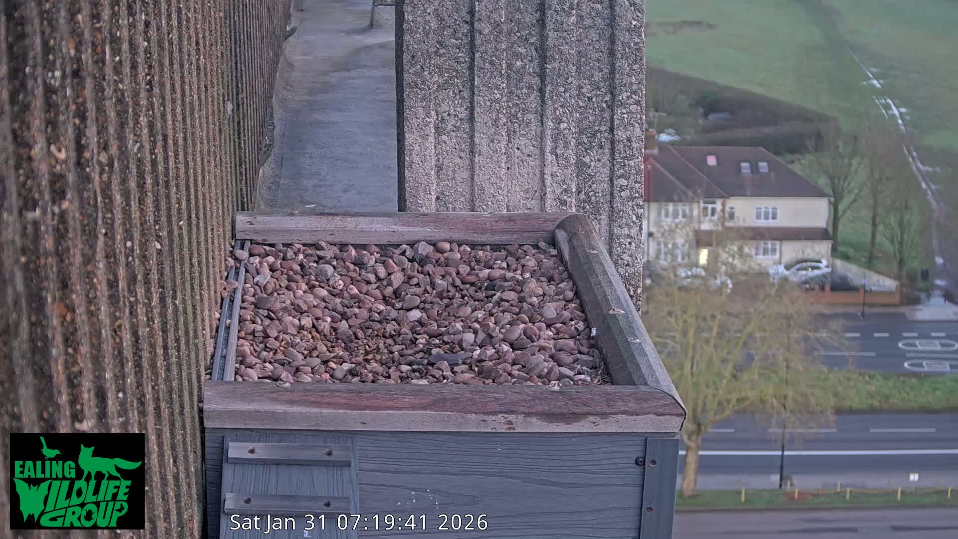 Ealing A4020/ Uxbridge Rd & Ealing’s Peregrine Falcons Life Live Cam - Ealing, London, England, United Kingdom