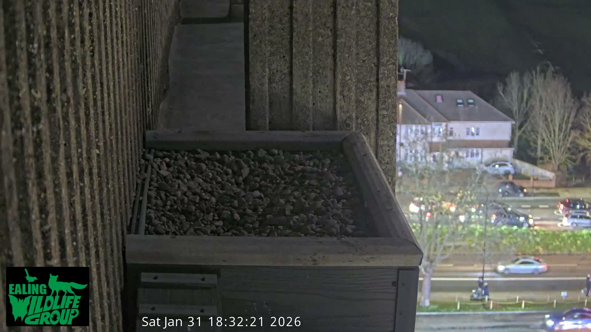 Ealing A4020/ Uxbridge Rd & Ealing’s Peregrine Falcons Life Live Cam - Ealing, London, England, United Kingdom