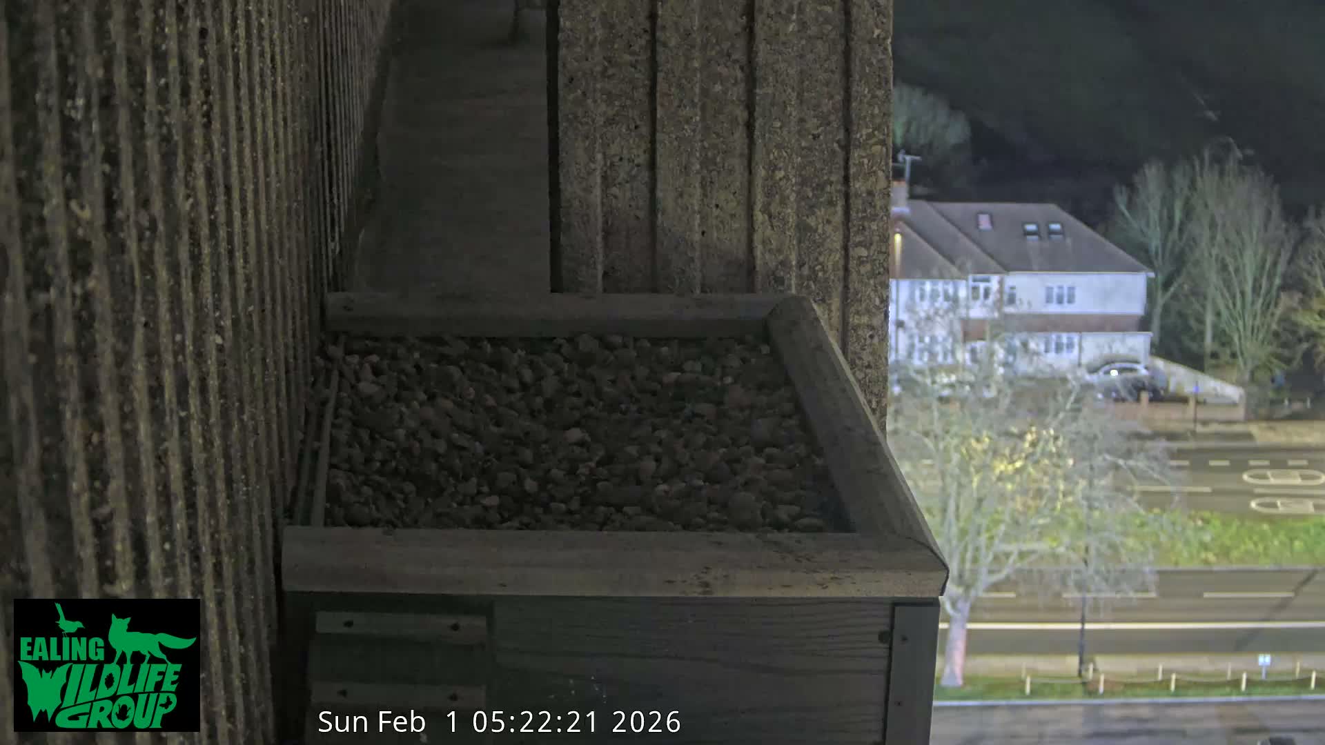 Ealing A4020/ Uxbridge Rd & Ealing’s Peregrine Falcons Life Live Cam - Ealing, London, England, United Kingdom