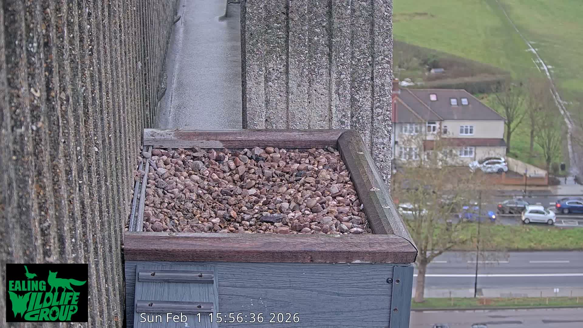 Ealing A4020/ Uxbridge Rd & Ealing’s Peregrine Falcons Life Live Cam - Ealing, London, England, United Kingdom