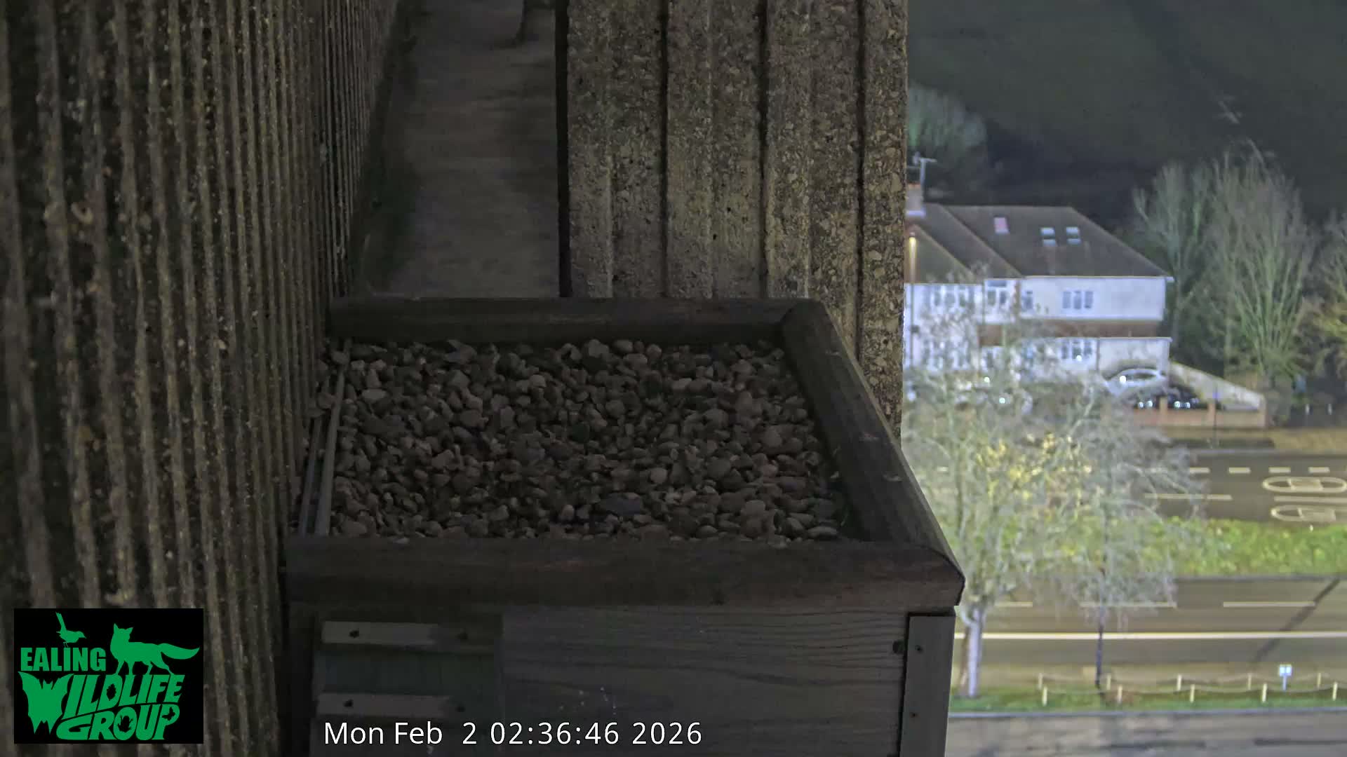 Ealing A4020/ Uxbridge Rd & Ealing’s Peregrine Falcons Life Live Cam - Ealing, London, England, United Kingdom