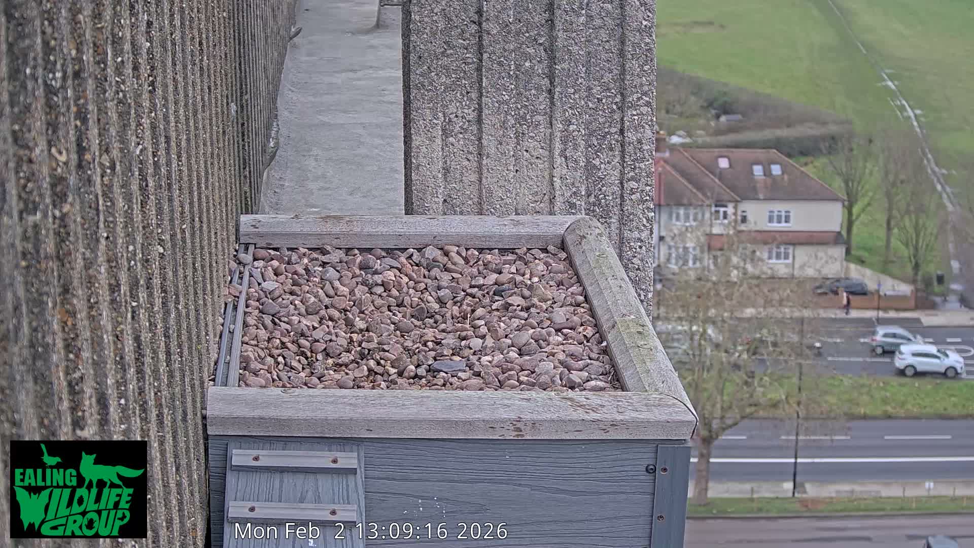 Ealing A4020/ Uxbridge Rd & Ealing’s Peregrine Falcons Life Live Cam - Ealing, London, England, United Kingdom