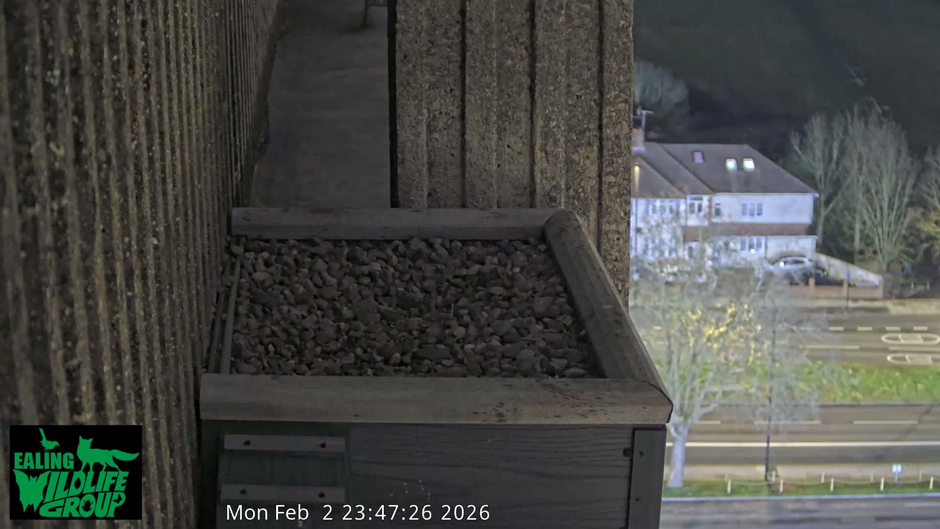 Ealing A4020/ Uxbridge Rd & Ealing’s Peregrine Falcons Life Live Cam - Ealing, London, England, United Kingdom