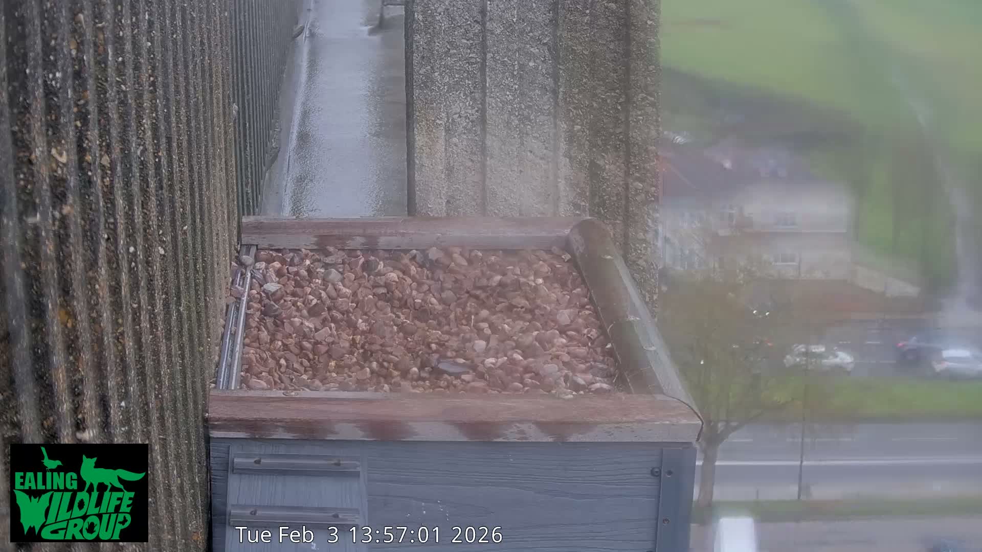 Ealing A4020/ Uxbridge Rd & Ealing’s Peregrine Falcons Life Live Cam - Ealing, London, England, United Kingdom