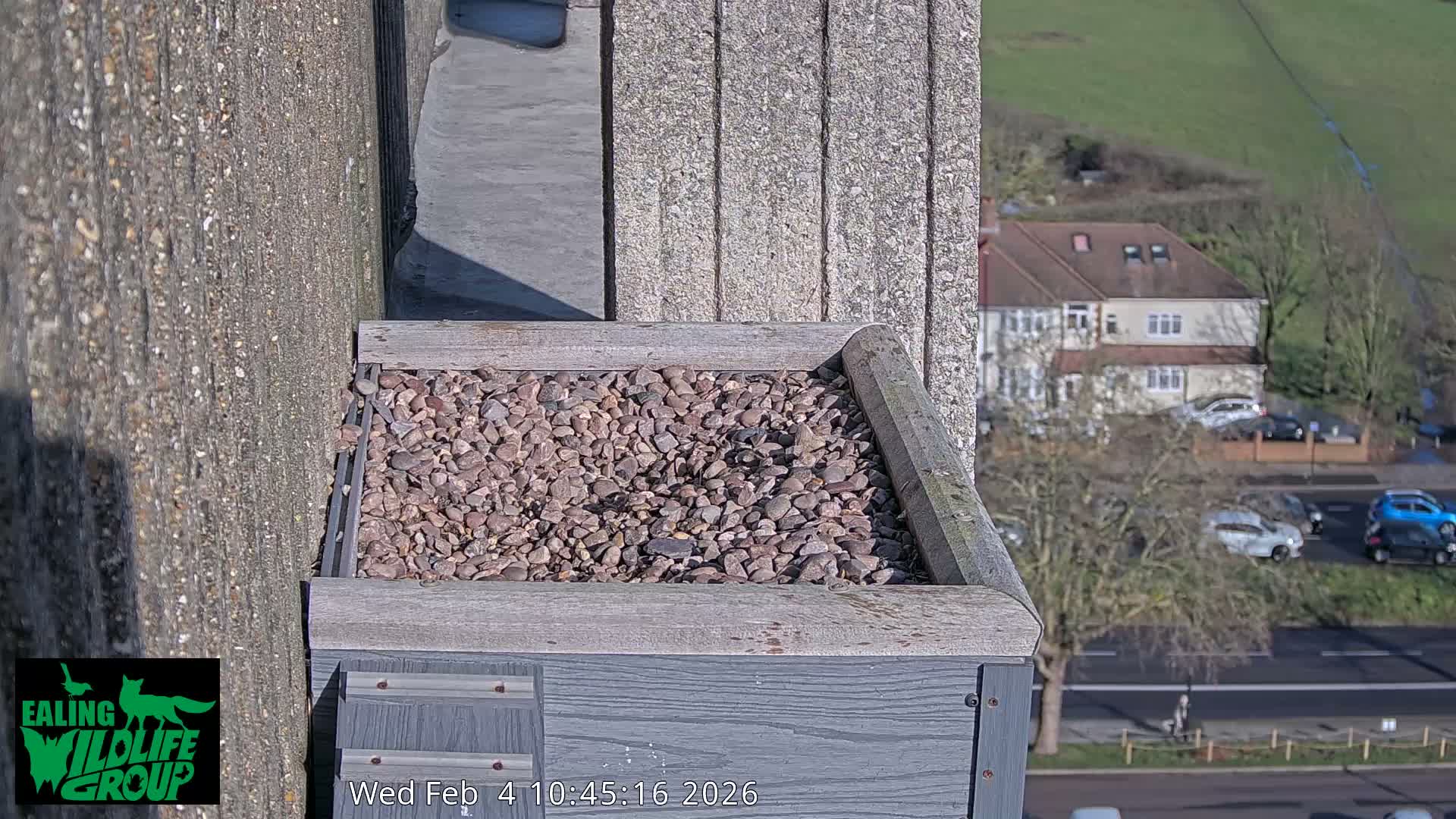 Ealing A4020/ Uxbridge Rd & Ealing’s Peregrine Falcons Life Live Cam - Ealing, London, England, United Kingdom