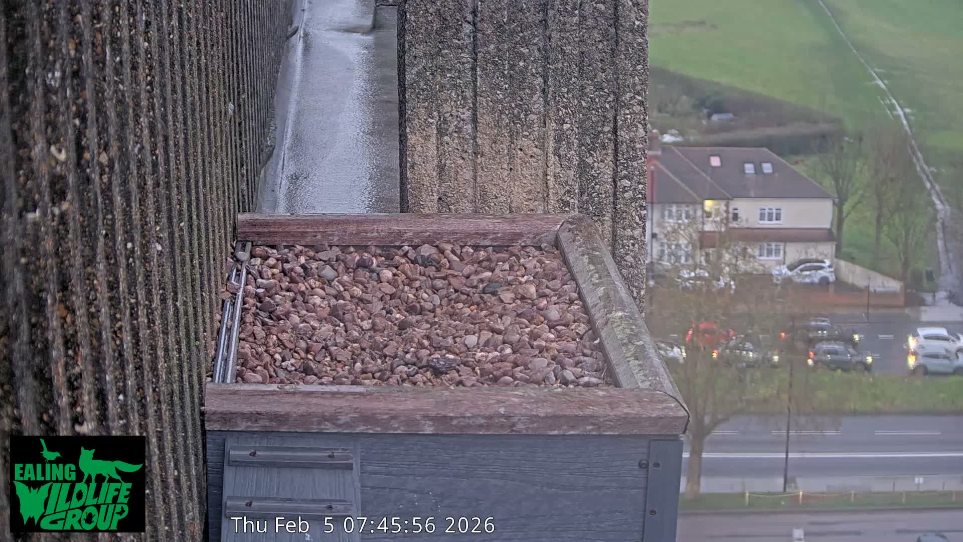 Ealing A4020/ Uxbridge Rd & Ealing’s Peregrine Falcons Life Live Cam - Ealing, London, England, United Kingdom