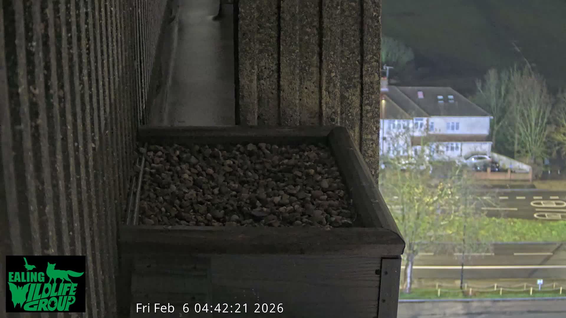 Ealing A4020/ Uxbridge Rd & Ealing’s Peregrine Falcons Life Live Cam - Ealing, London, England, United Kingdom