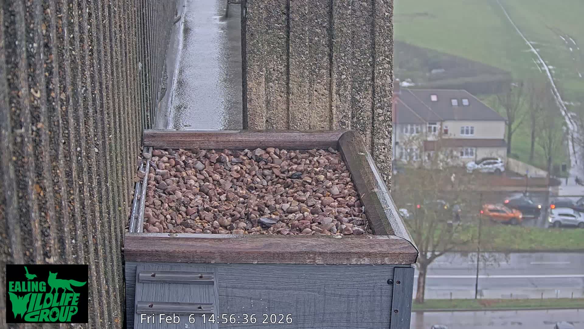 Ealing A4020/ Uxbridge Rd & Ealing’s Peregrine Falcons Life Live Cam - Ealing, London, England, United Kingdom