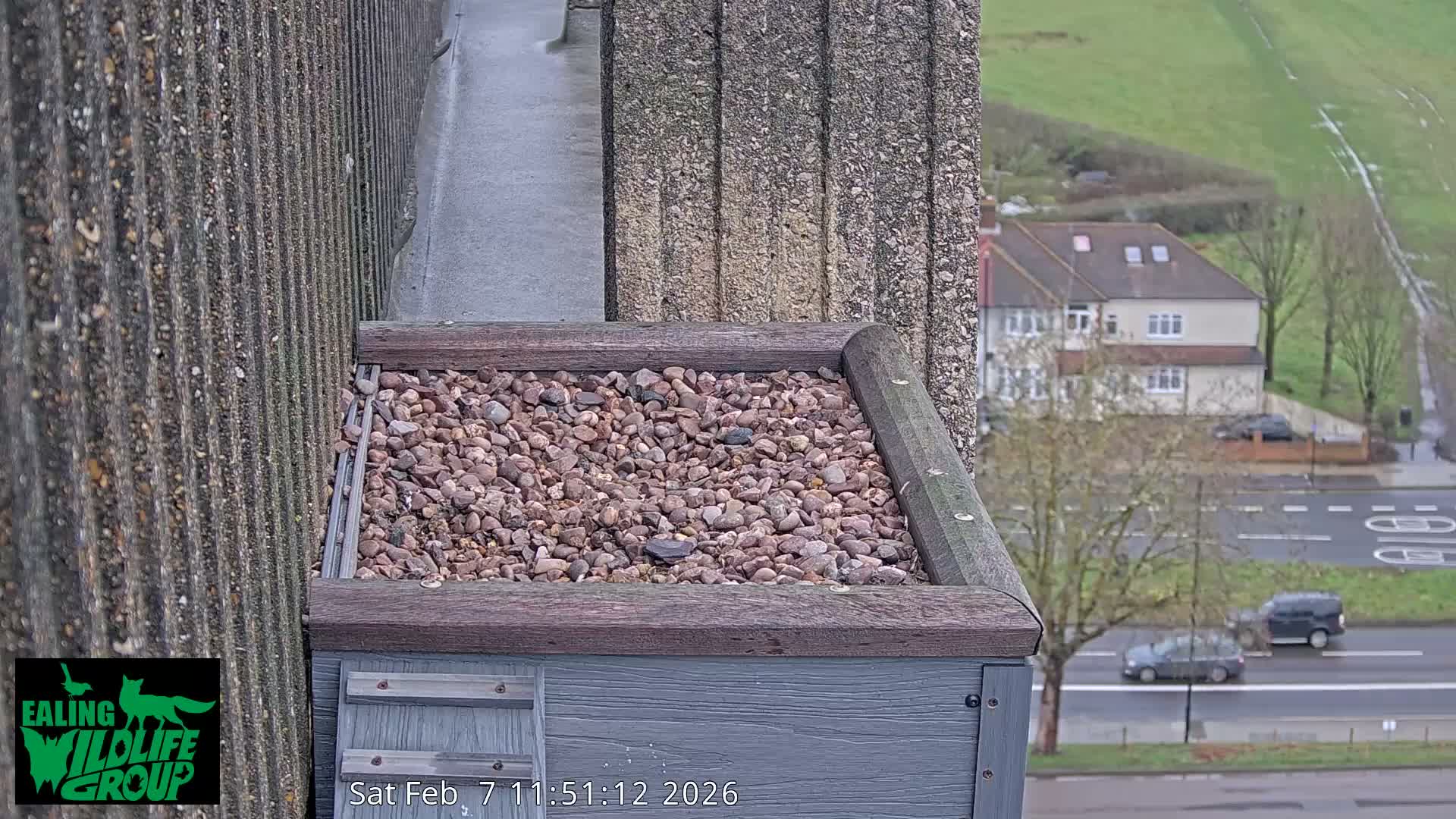Ealing A4020/ Uxbridge Rd & Ealing’s Peregrine Falcons Life Live Cam - Ealing, London, England, United Kingdom