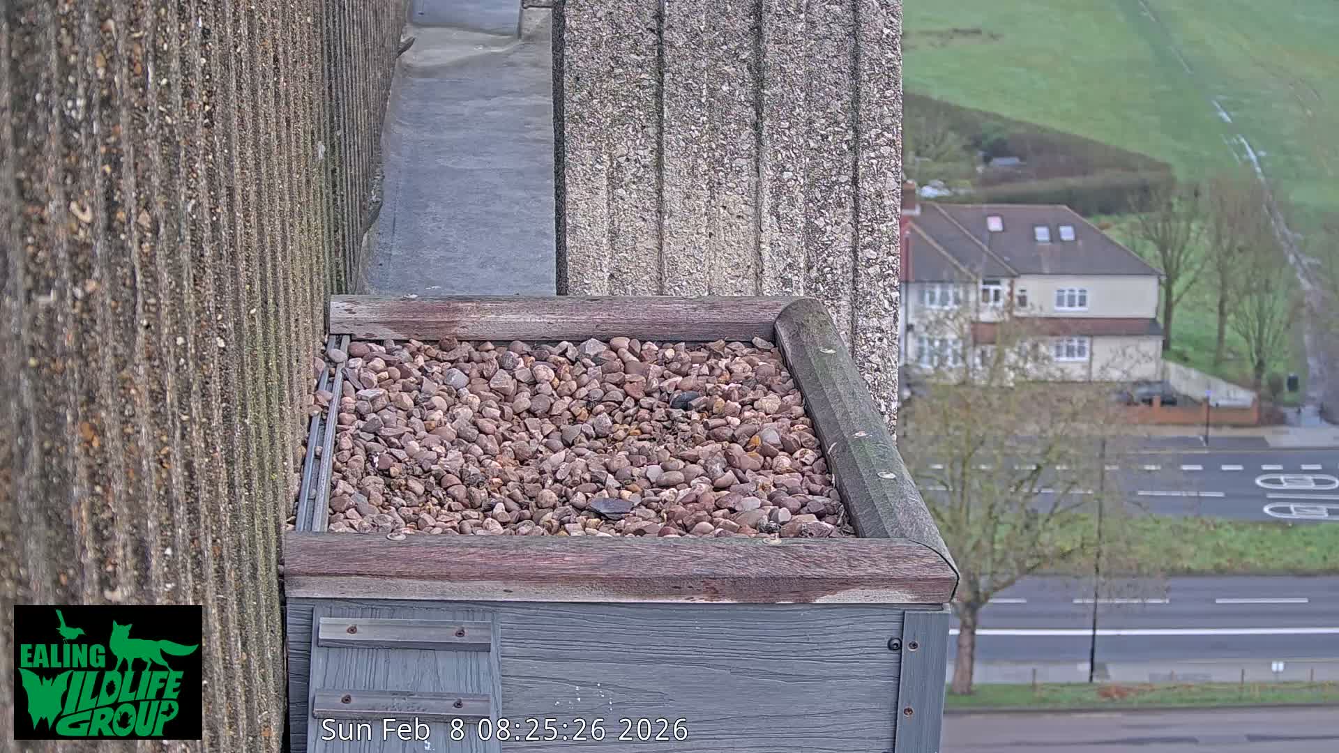 Ealing A4020/ Uxbridge Rd & Ealing’s Peregrine Falcons Life Live Cam - Ealing, London, England, United Kingdom