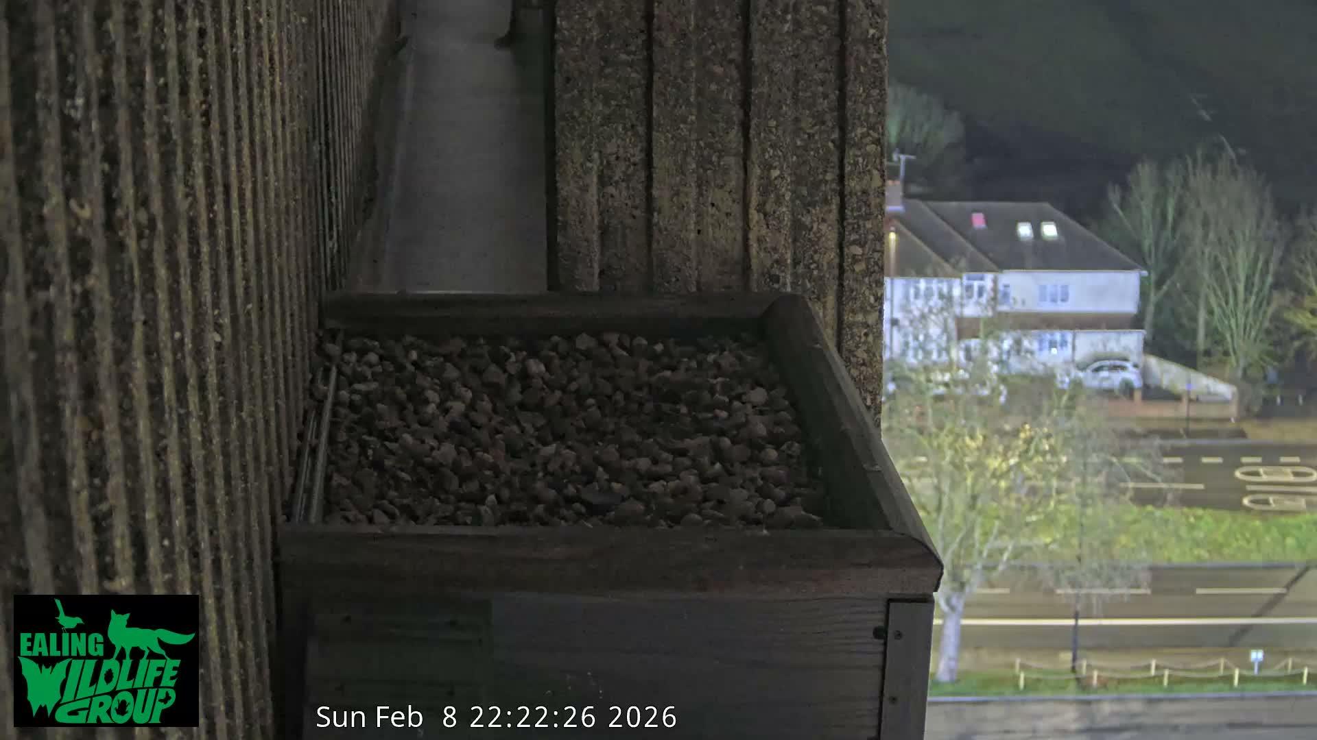 Ealing A4020/ Uxbridge Rd & Ealing’s Peregrine Falcons Life Live Cam - Ealing, London, England, United Kingdom