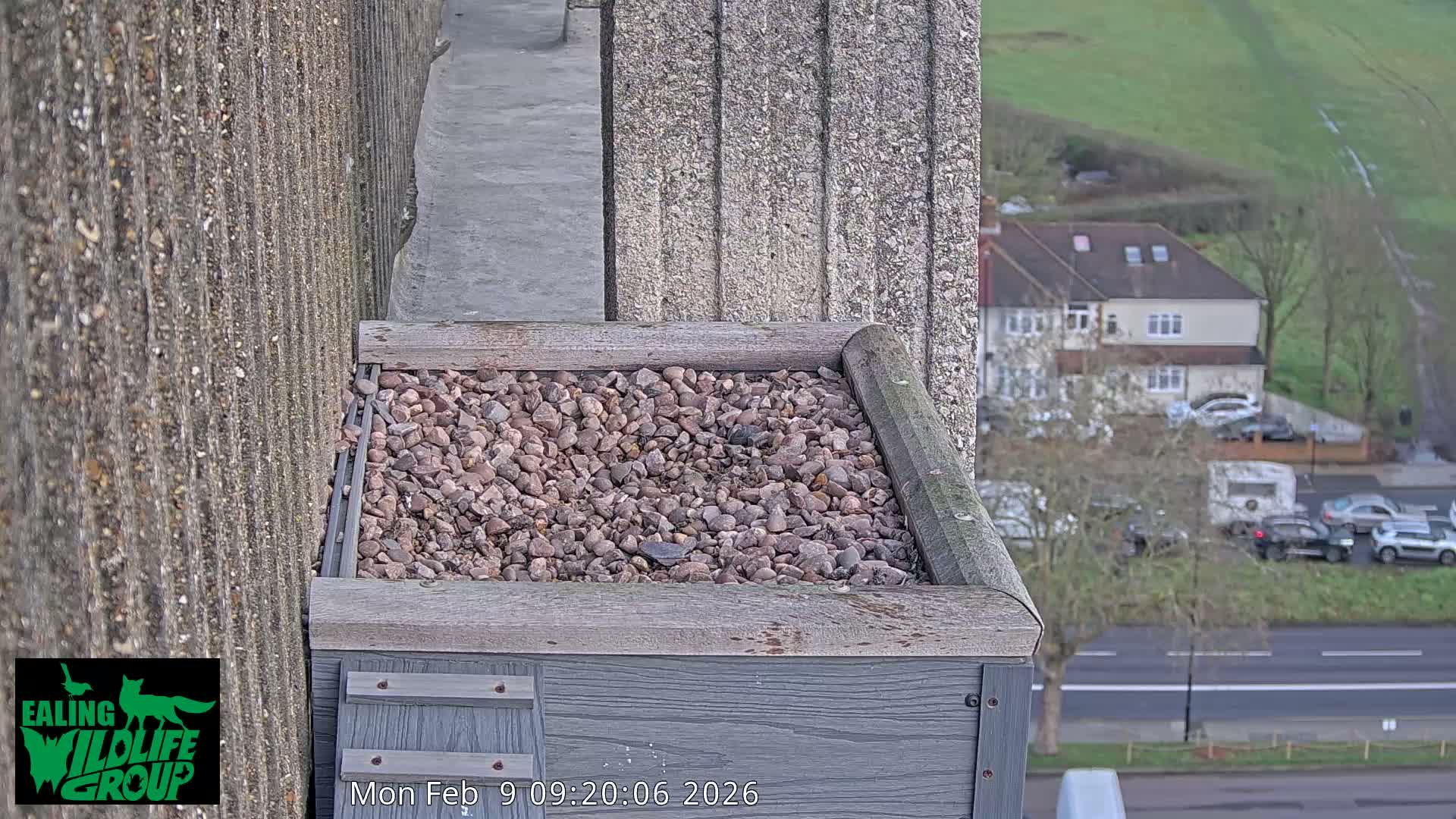 Ealing A4020/ Uxbridge Rd & Ealing’s Peregrine Falcons Life Live Cam - Ealing, London, England, United Kingdom