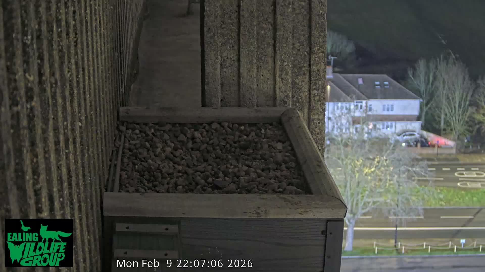 Ealing A4020/ Uxbridge Rd & Ealing’s Peregrine Falcons Life Live Cam - Ealing, London, England, United Kingdom